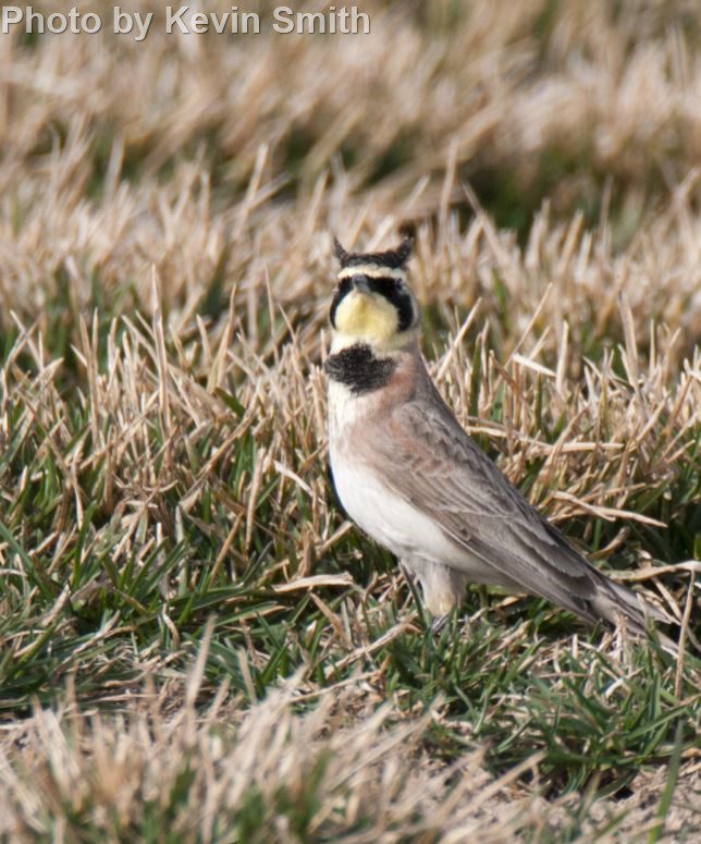 Horned Lark