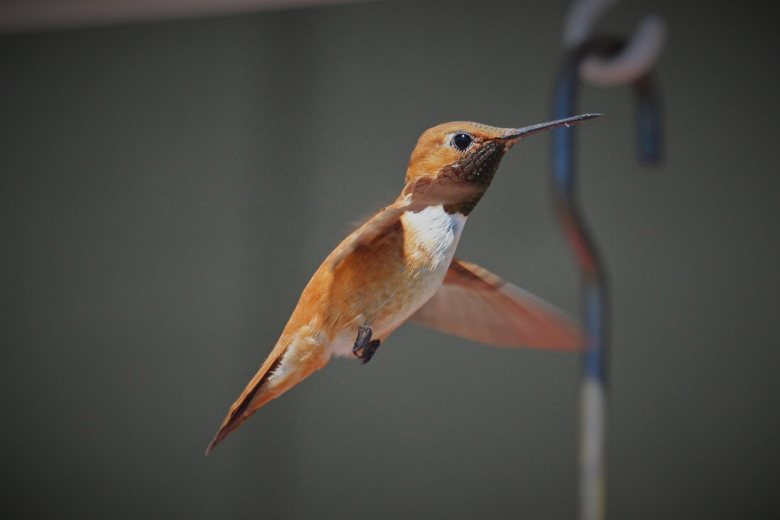 Rufous Hummingbird