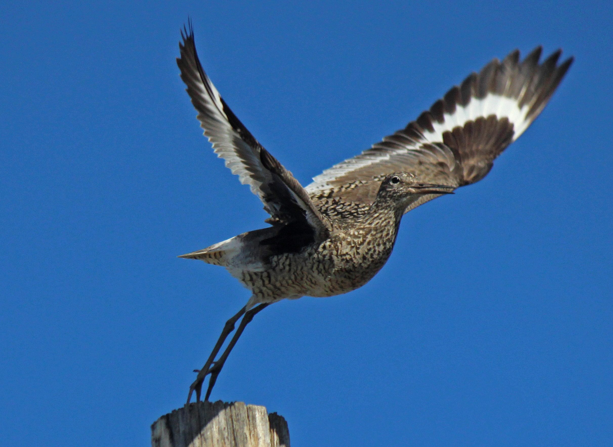 Willet