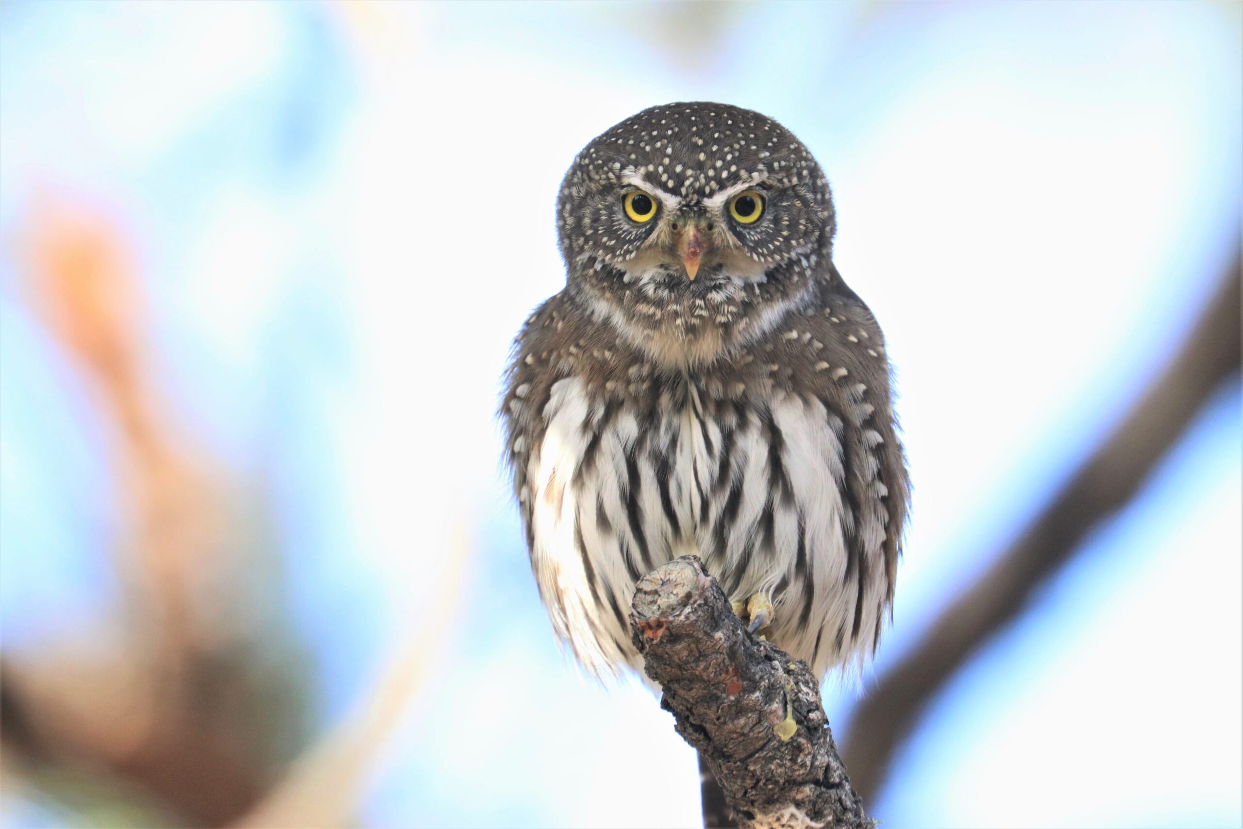 Northern Pygmy-Owl