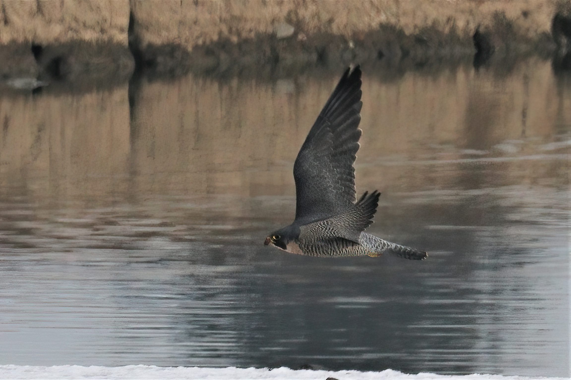 Peregrine Falcon