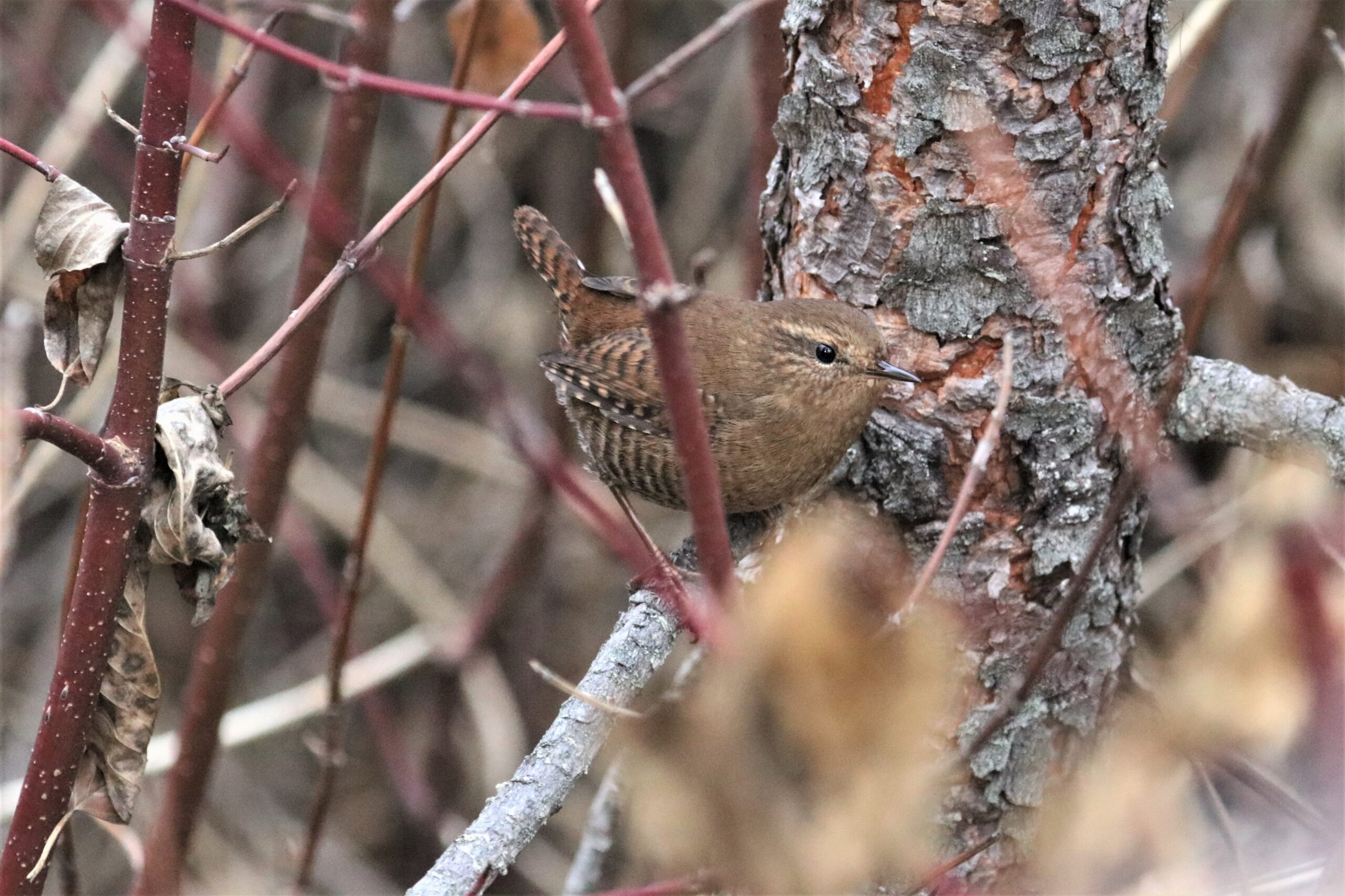 Pacific Wren