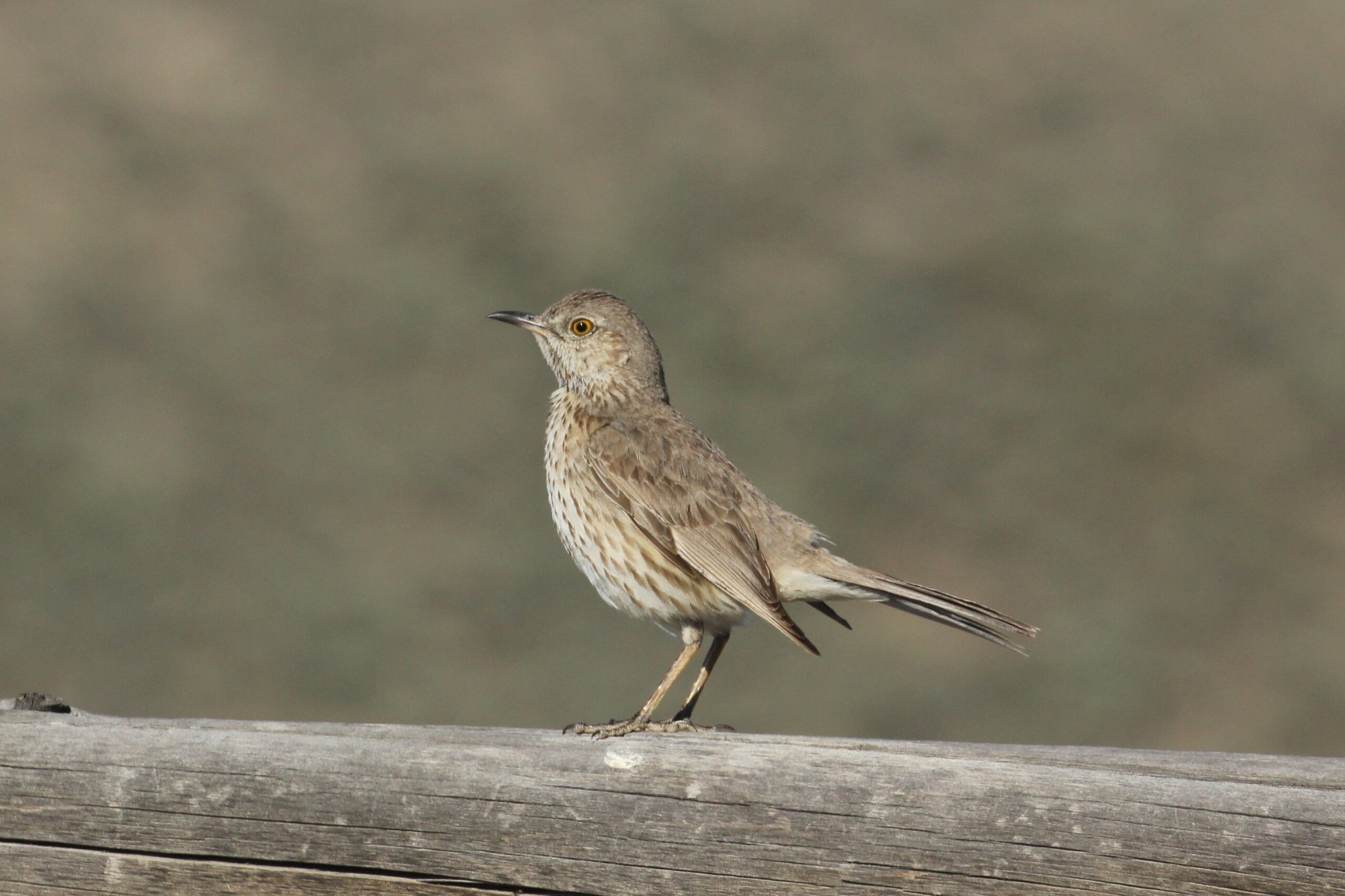 Sage Thrasher