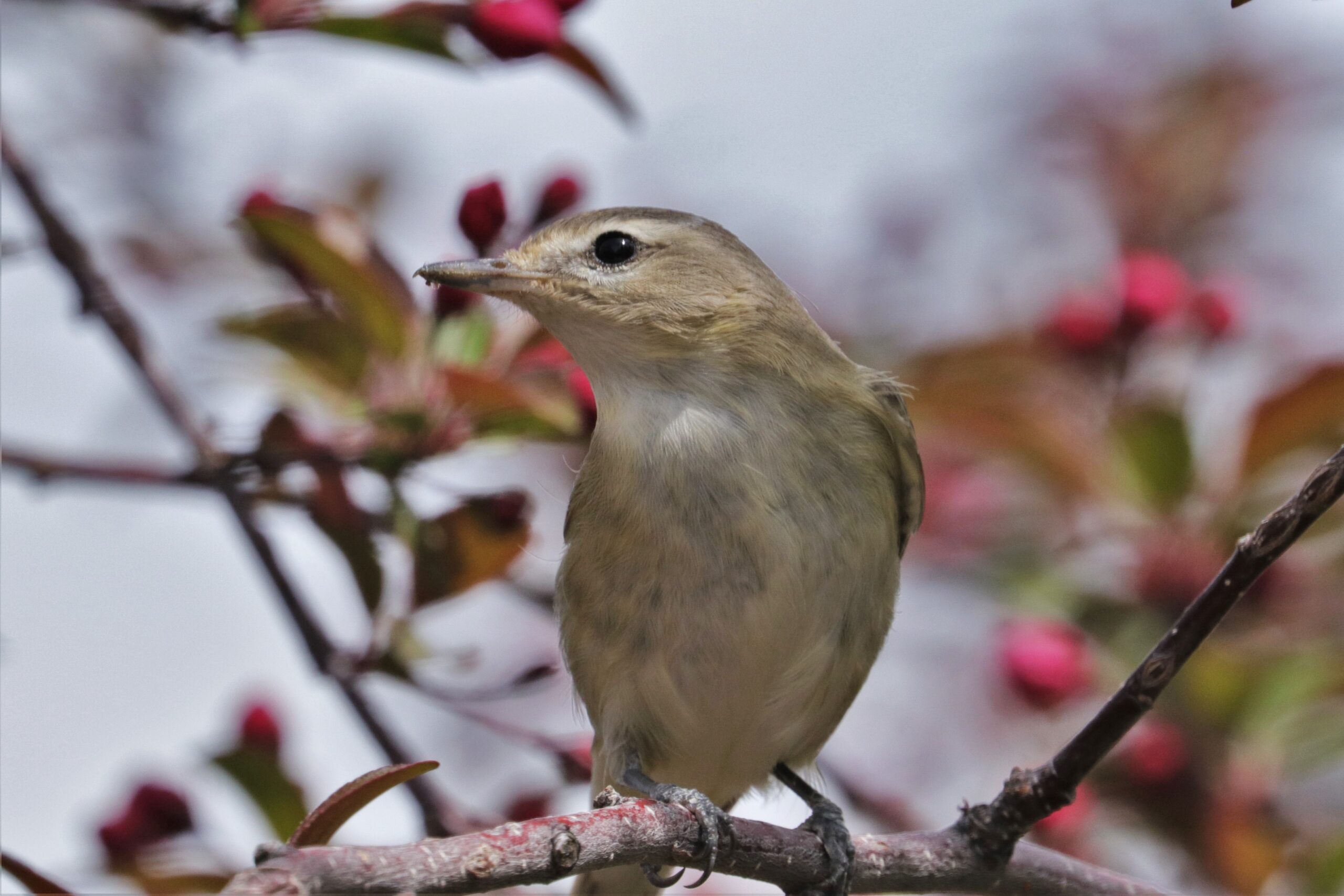 Warbling Vireo