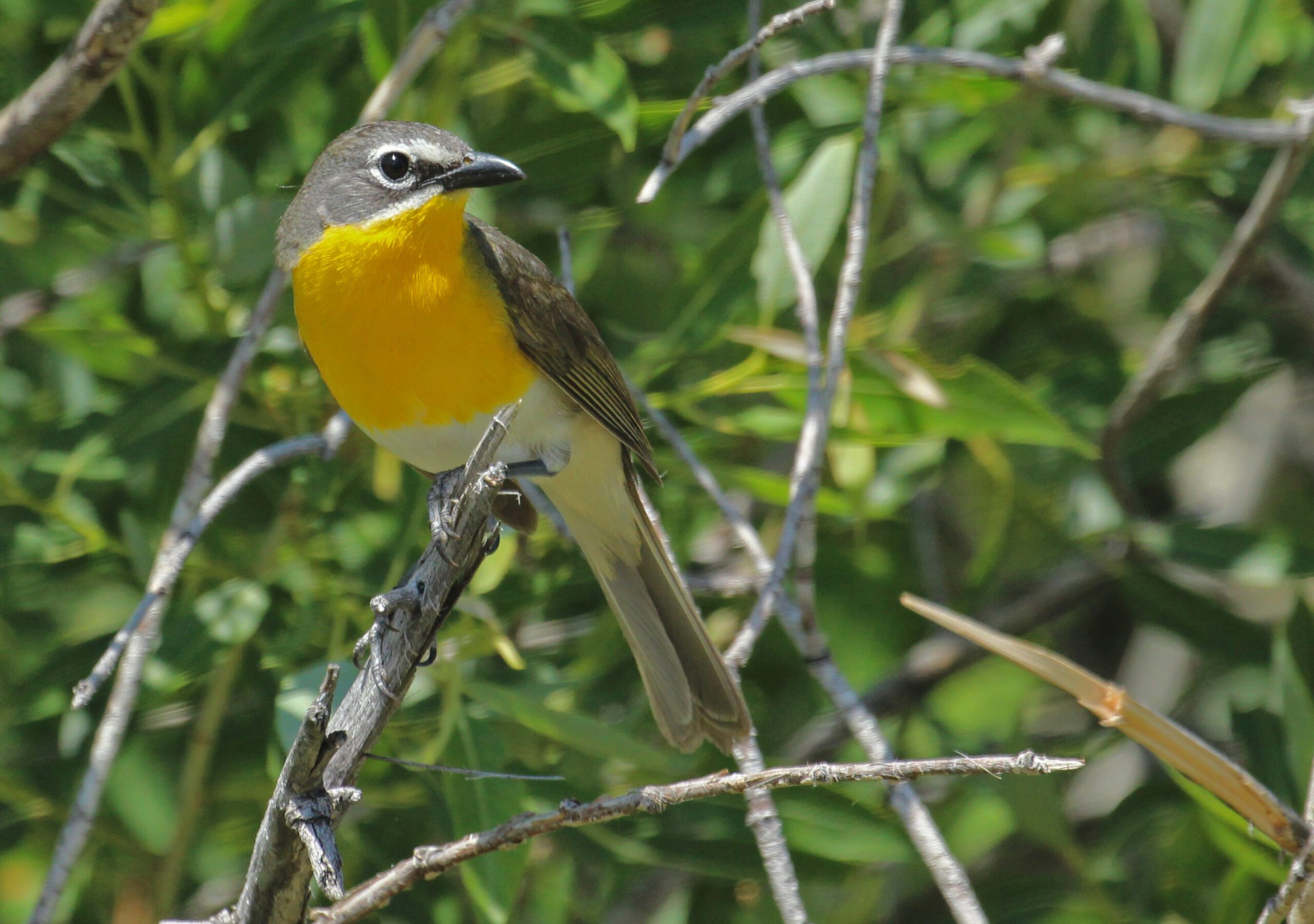 Yellow-breasted Chat