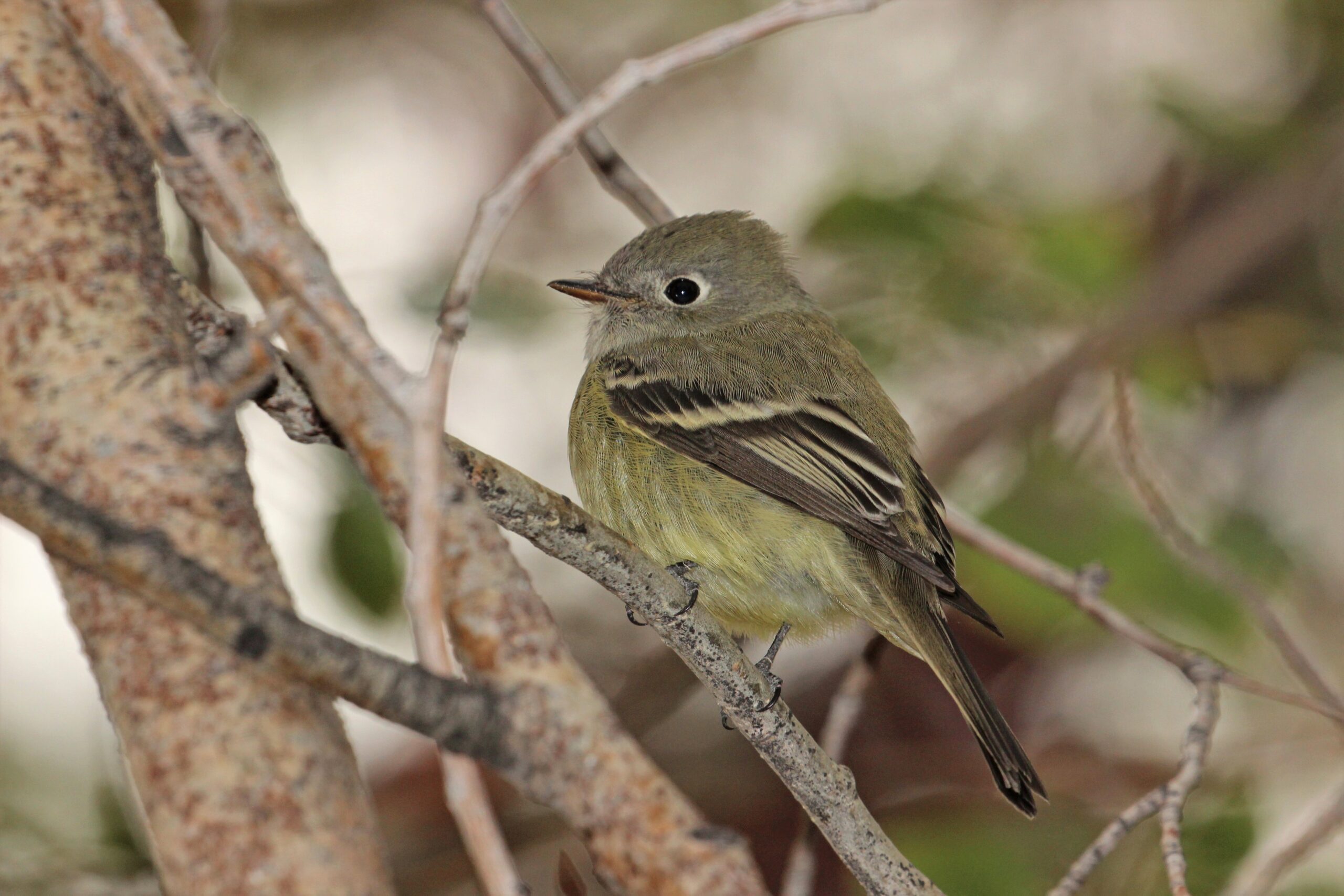 Hammond’s Flycatcher