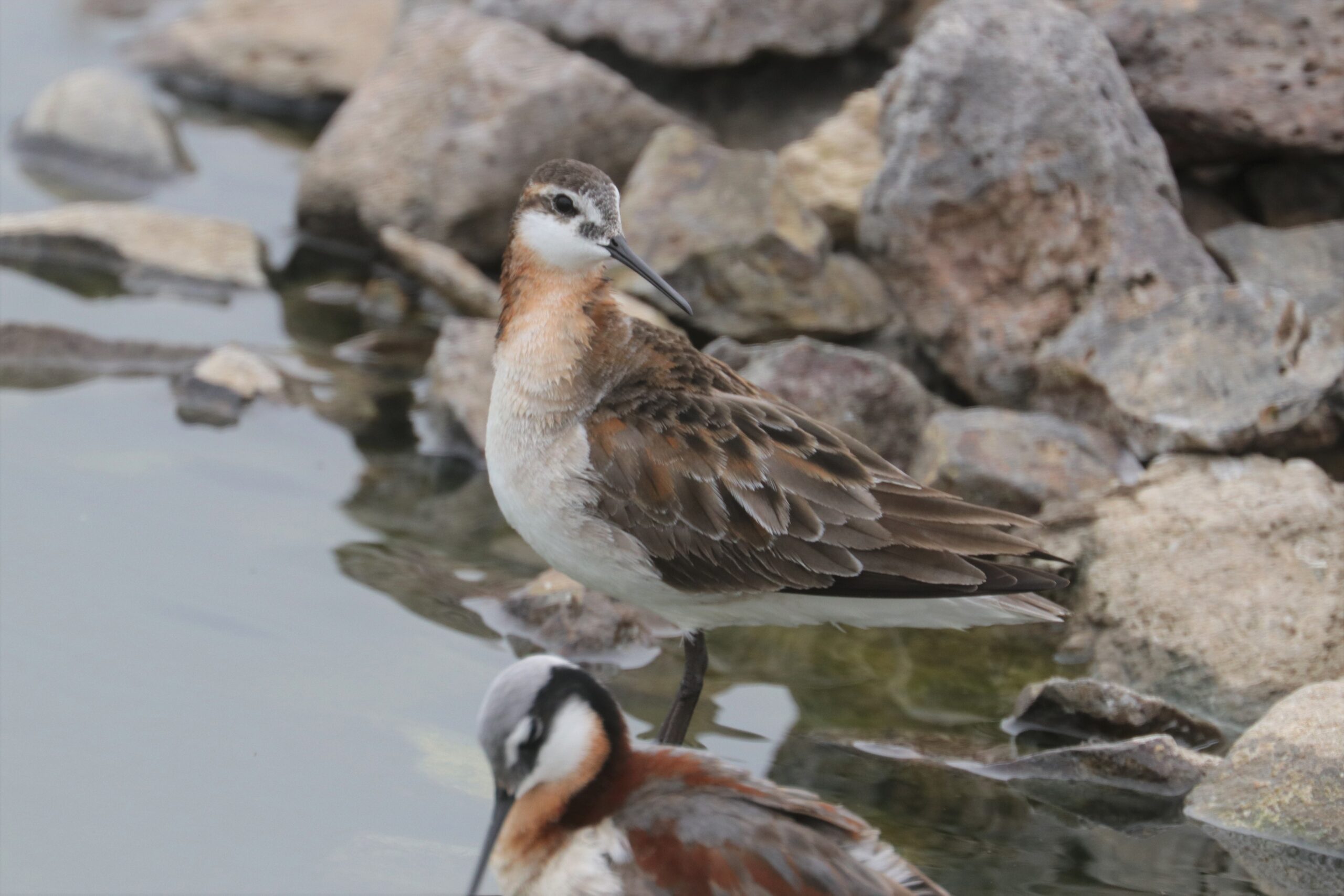 Wilson’s Phalarope