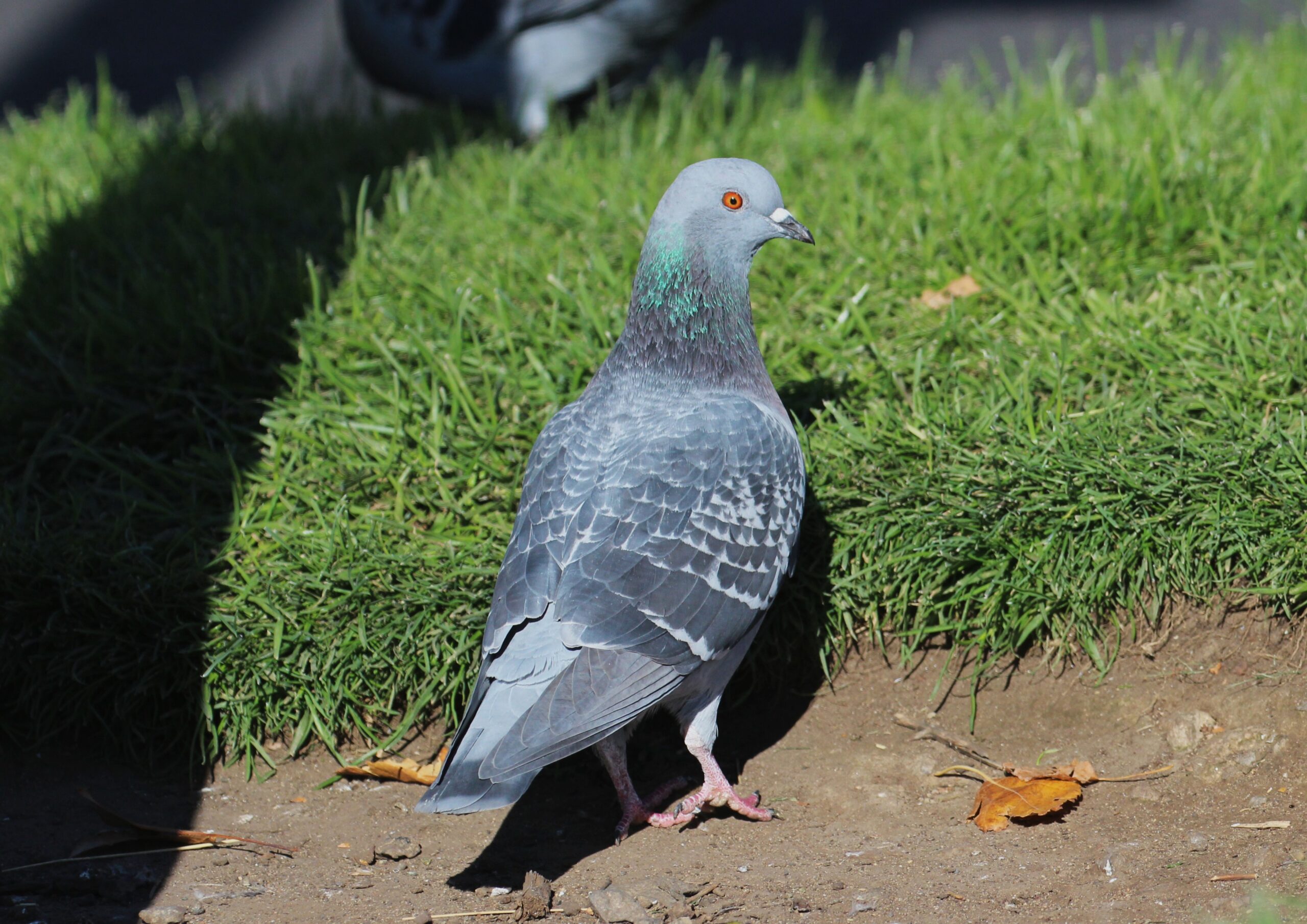 Rock Pigeon