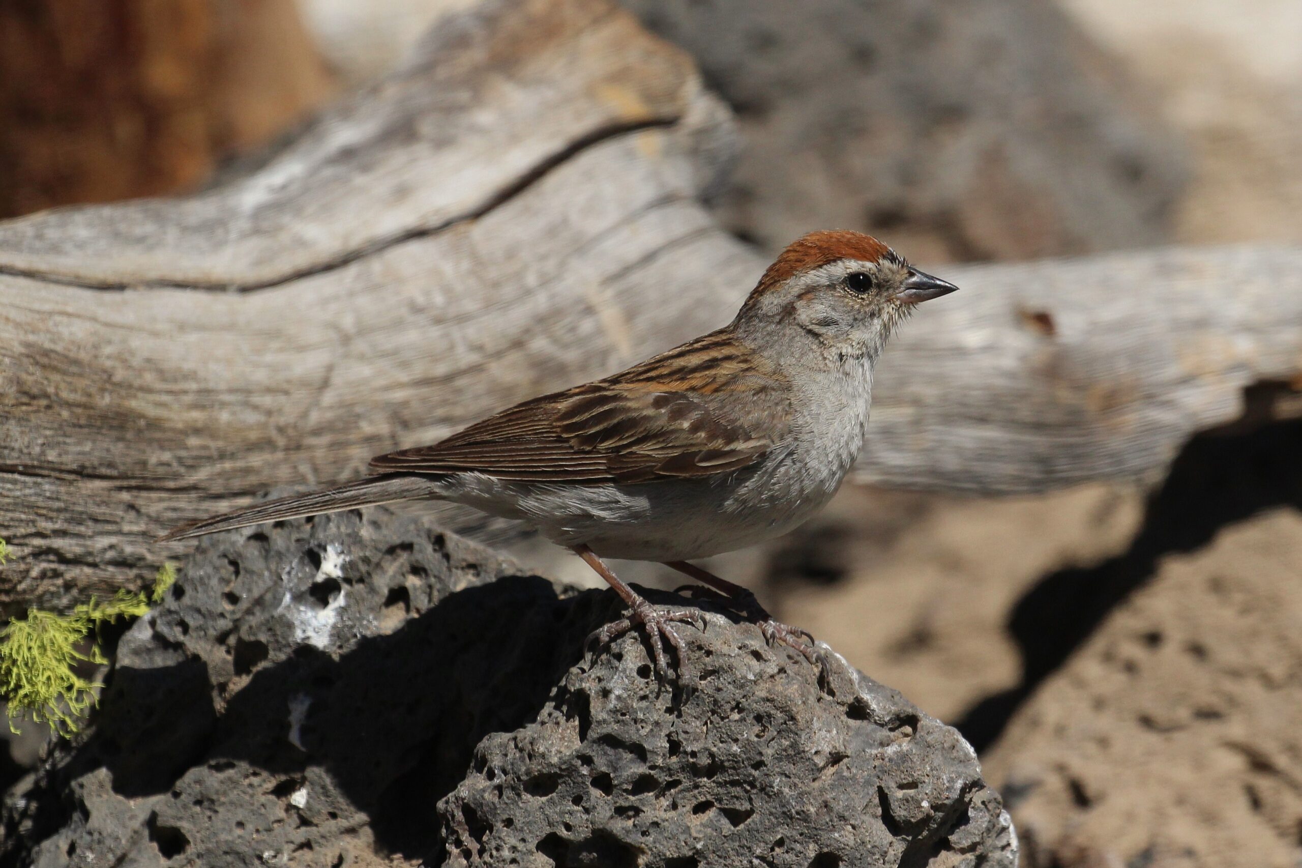 Chipping Sparrow