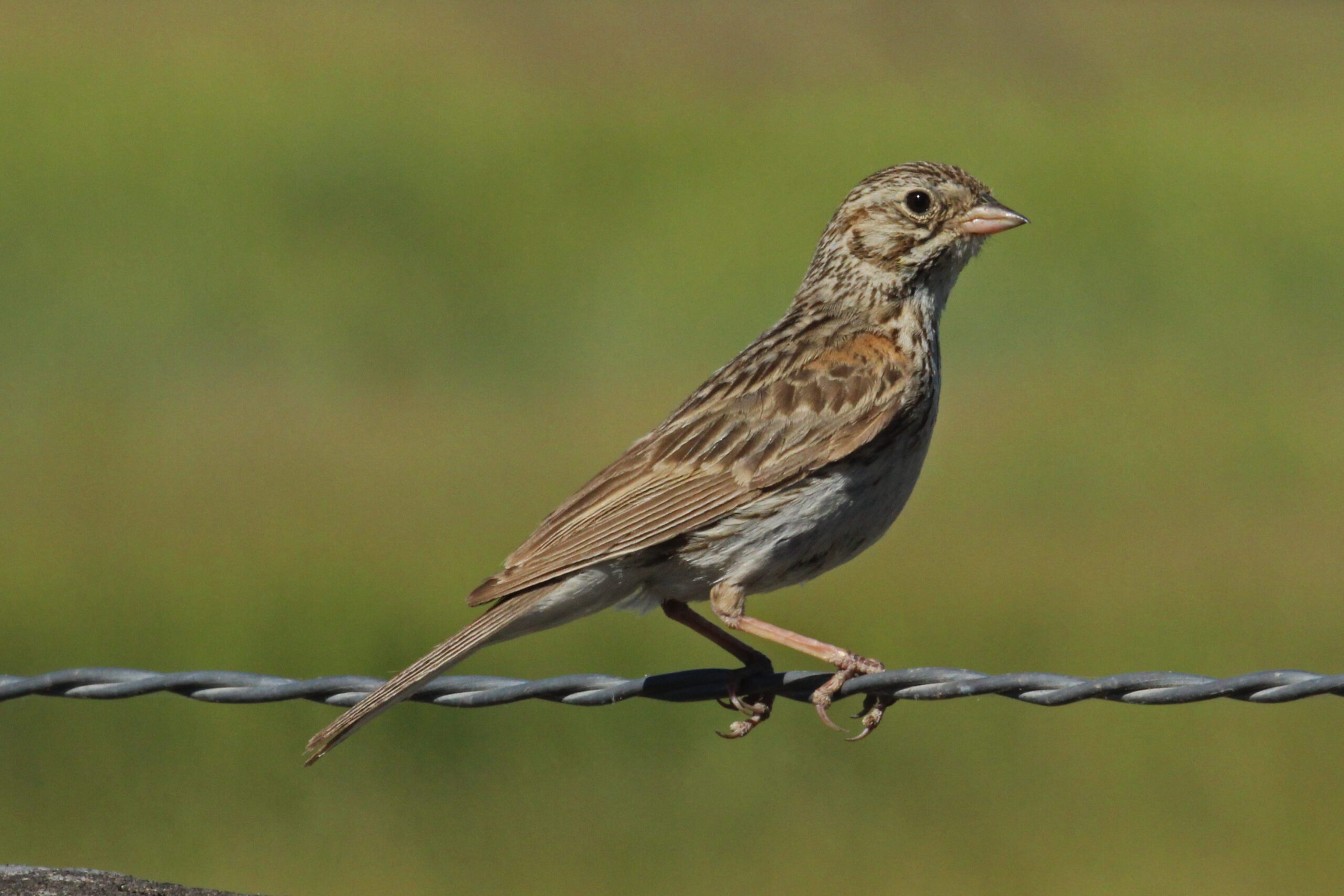 Vesper Sparrow