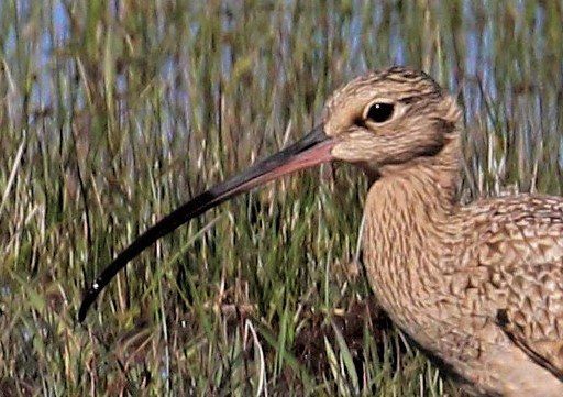 Long-billed Curlew