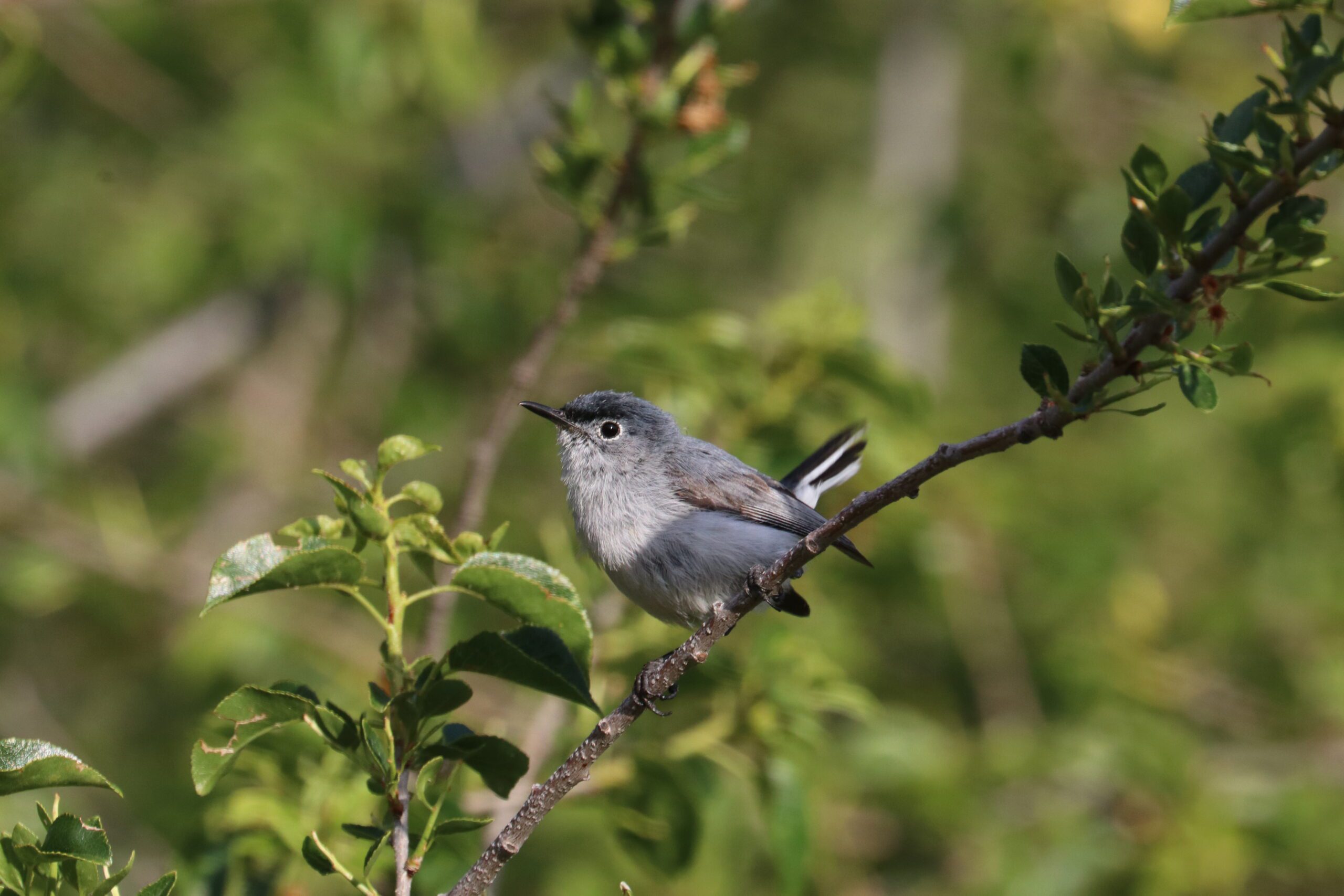 Blue-gray Gnatcatcher