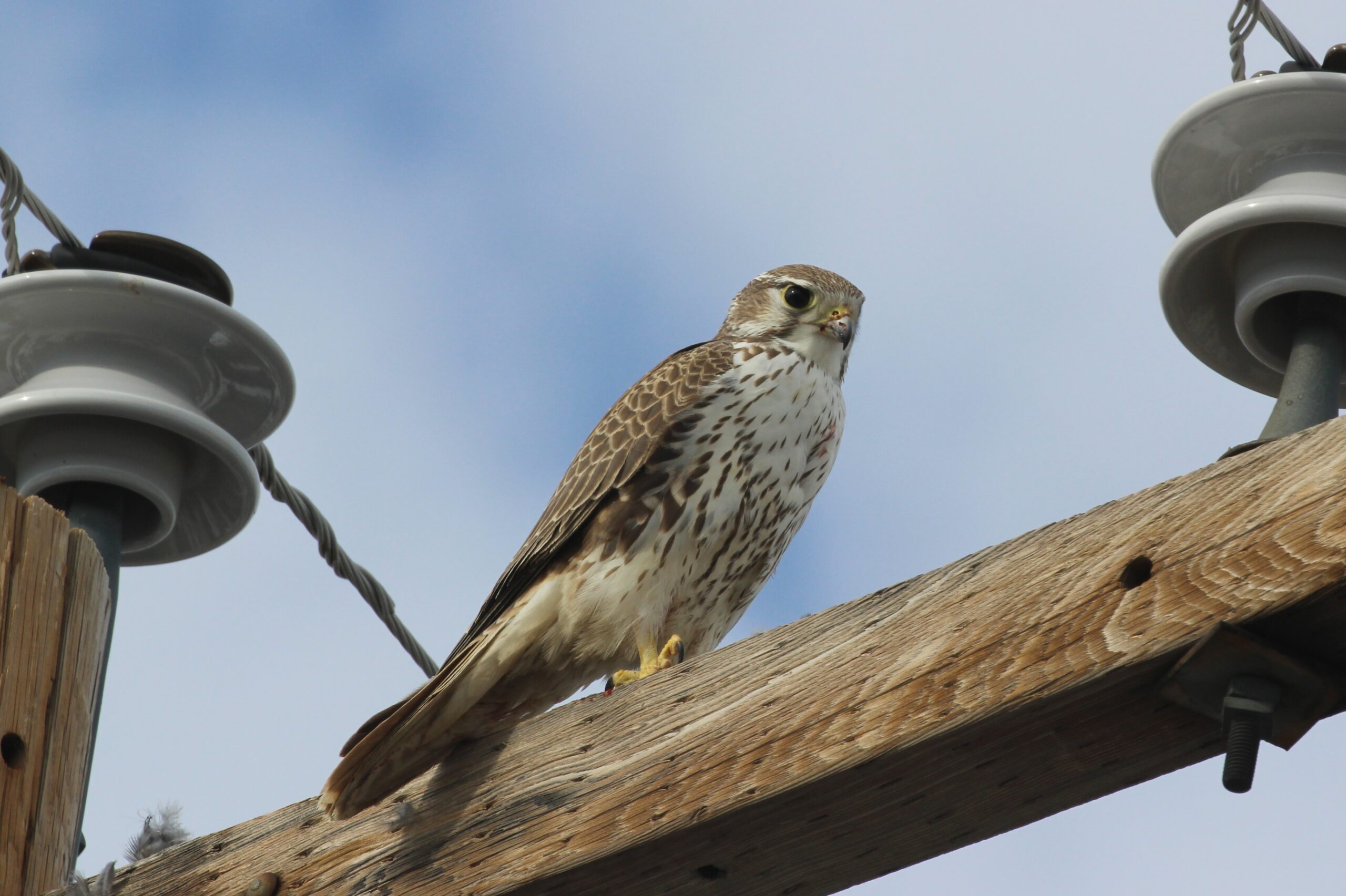 Prairie Falcon