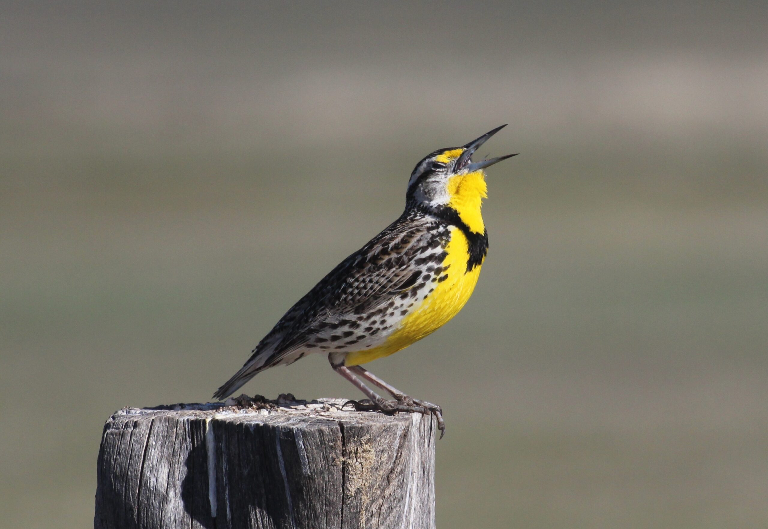 Western Meadowlark