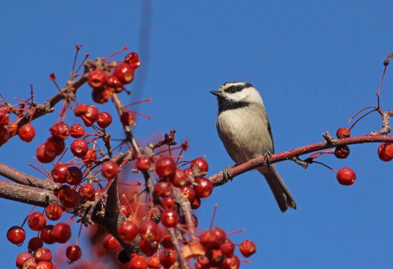 Mountain Chickadee