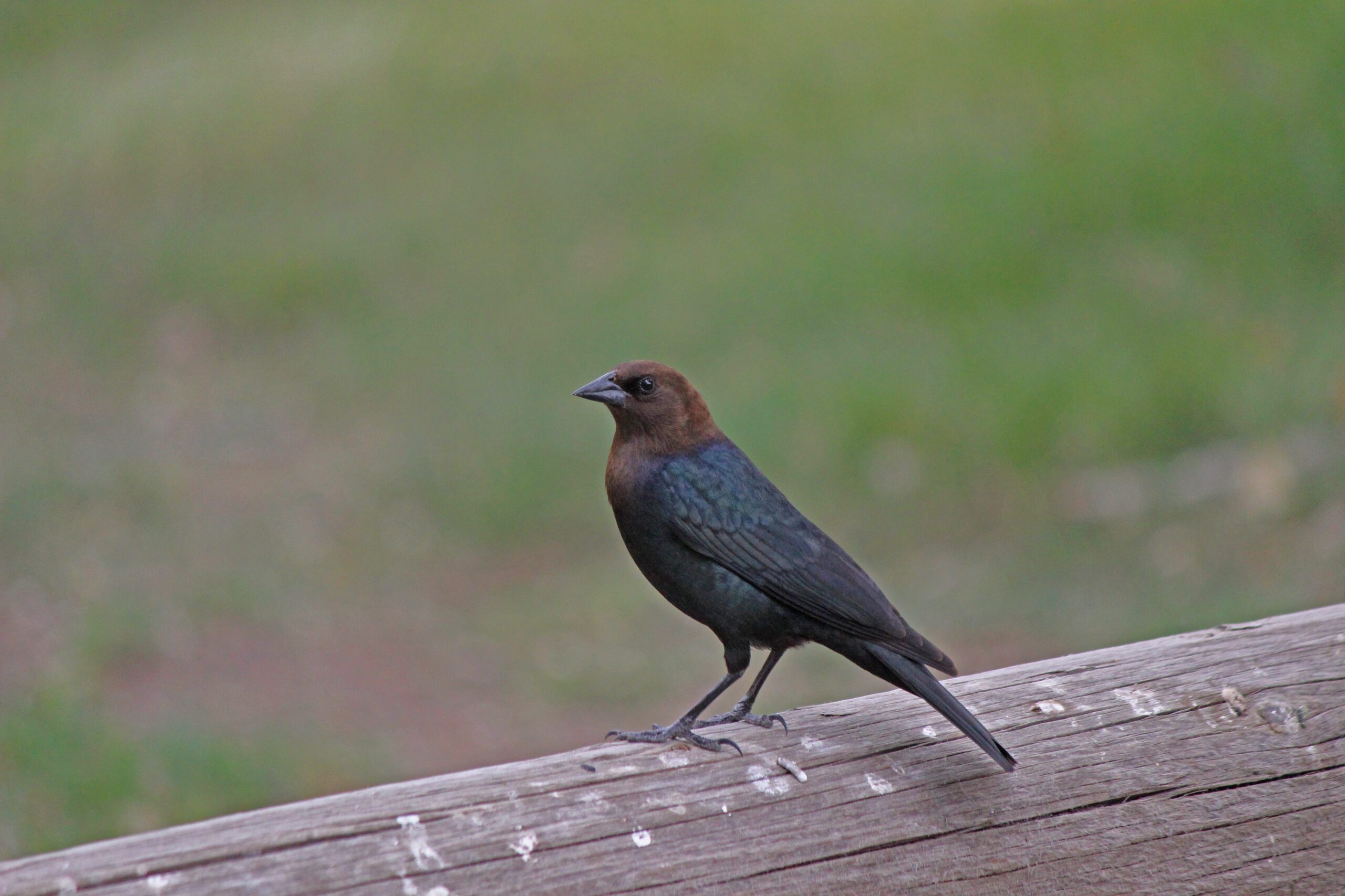 Brown-headed Cowbird