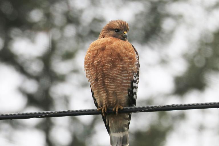 Red-shouldered Hawk