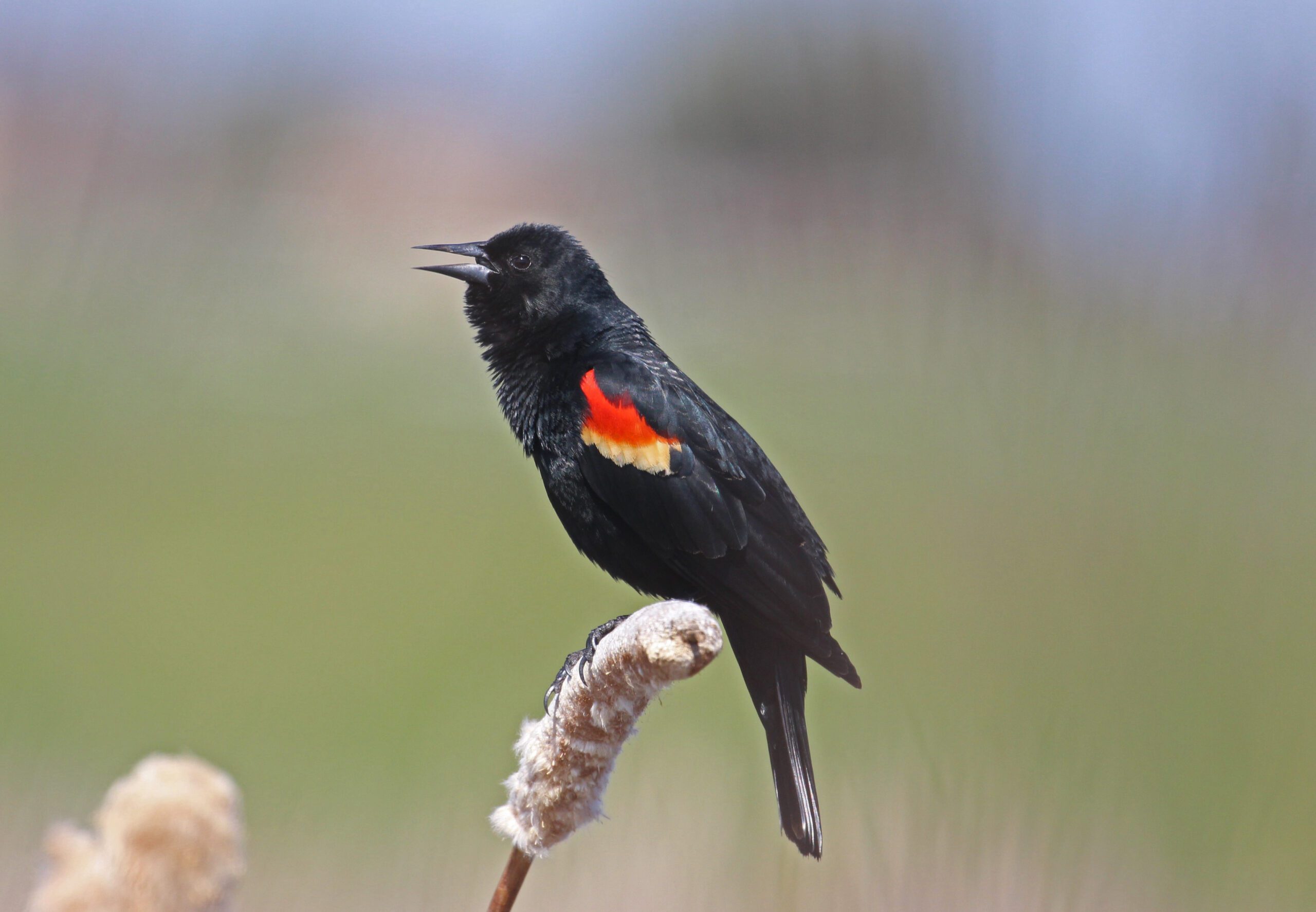 Red-winged Blackbird