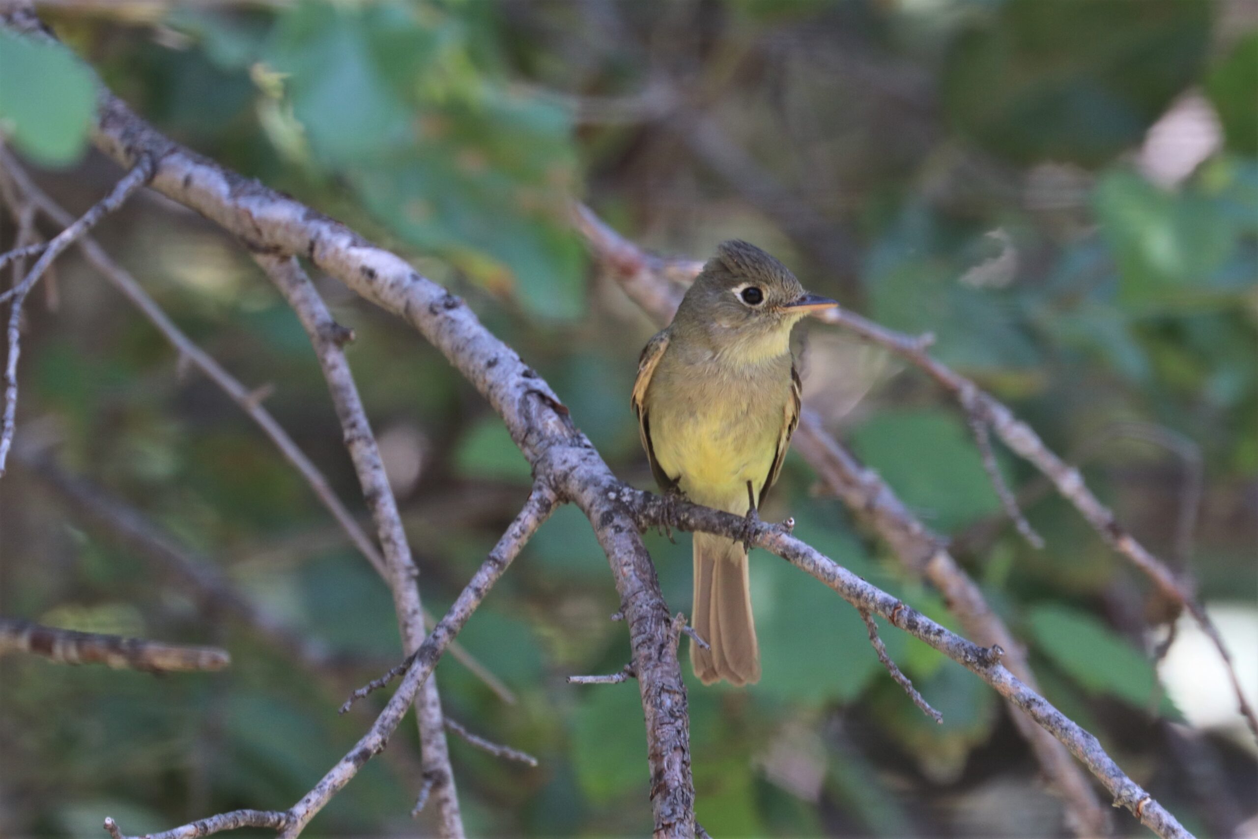 Pacific-Slope Flycatcher