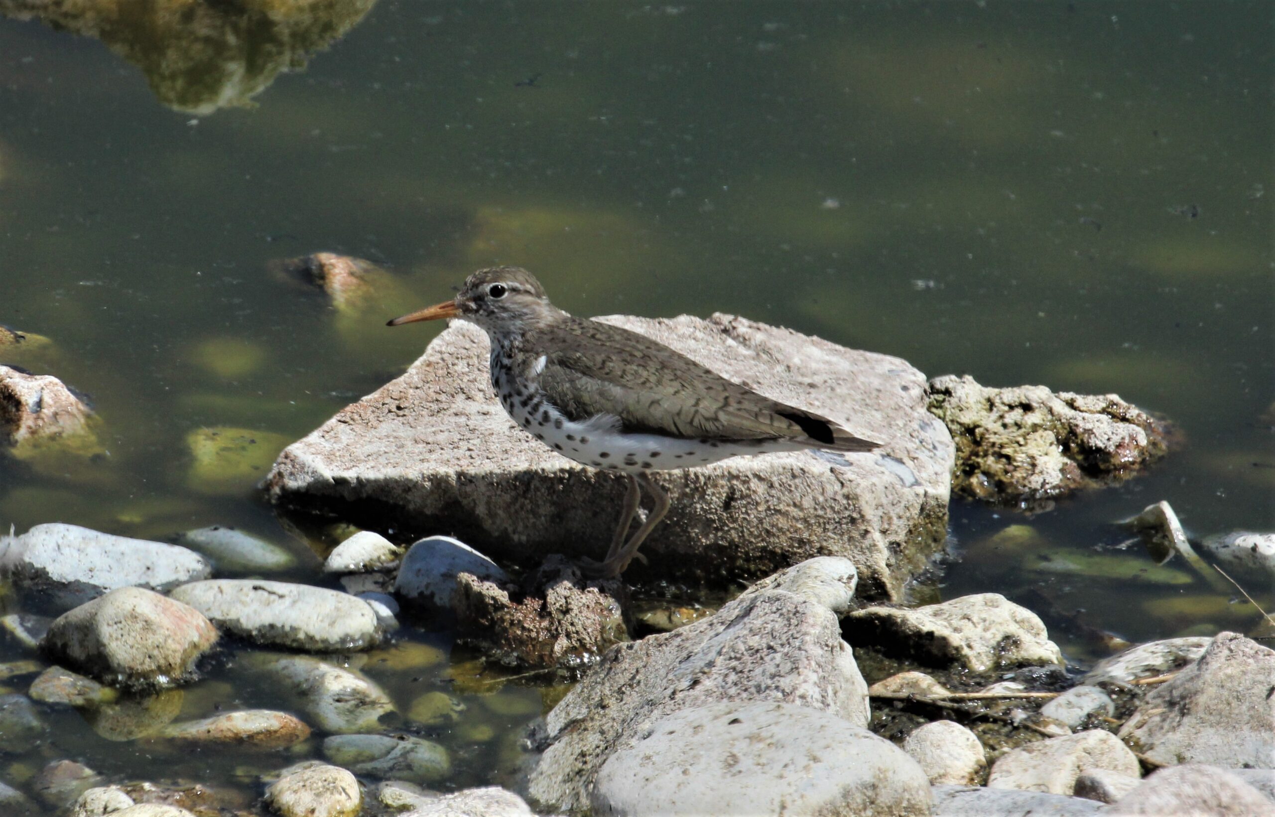 Spotted Sandpiper