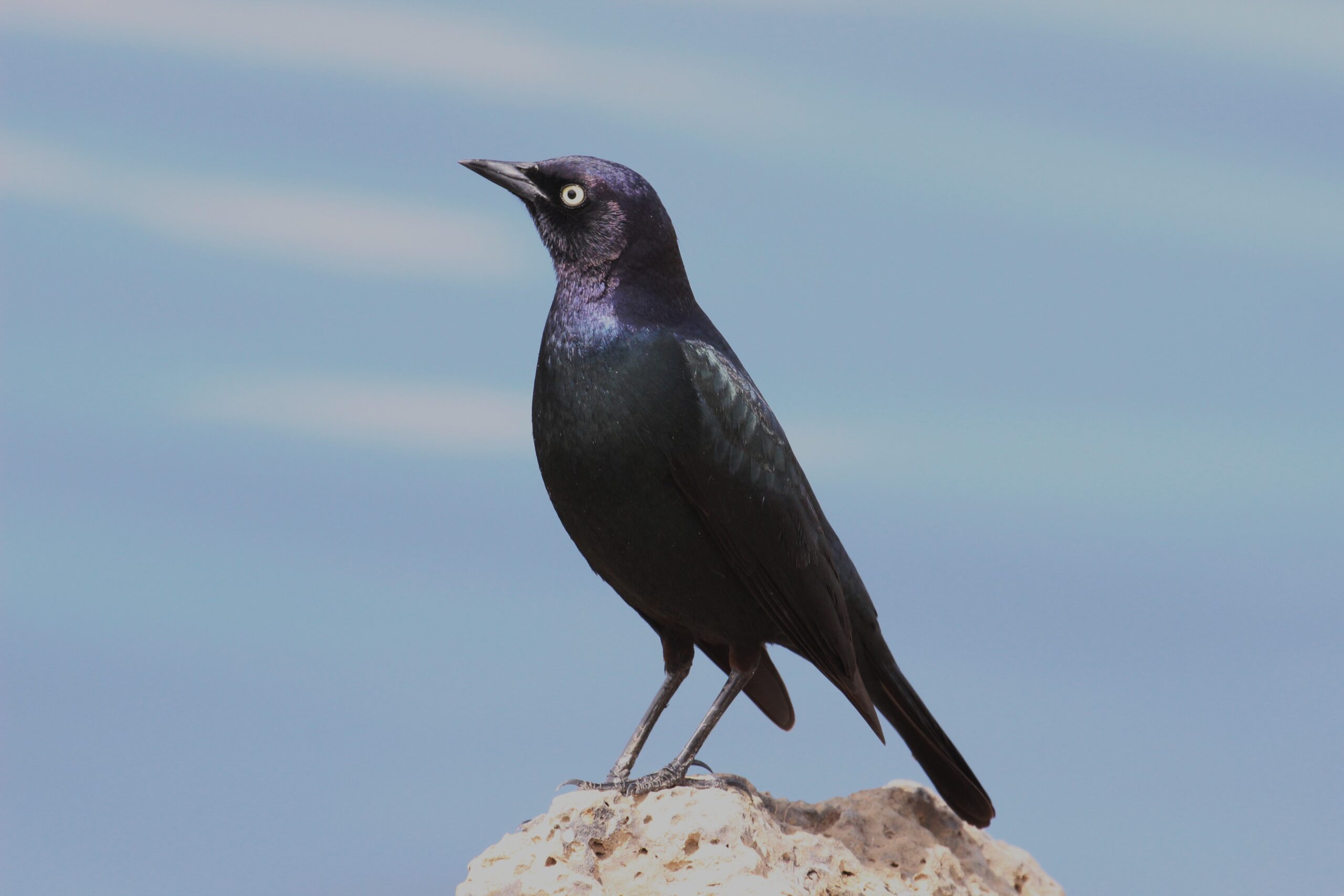 Brewer’s Blackbird