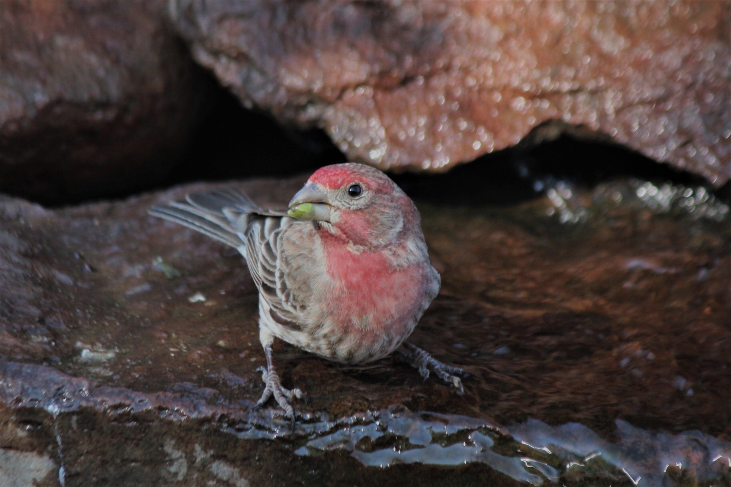 House Finch