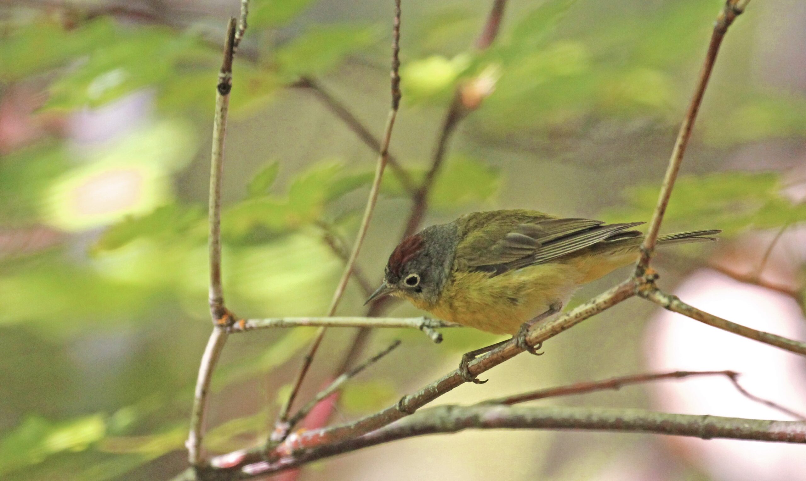 Nashville Warbler