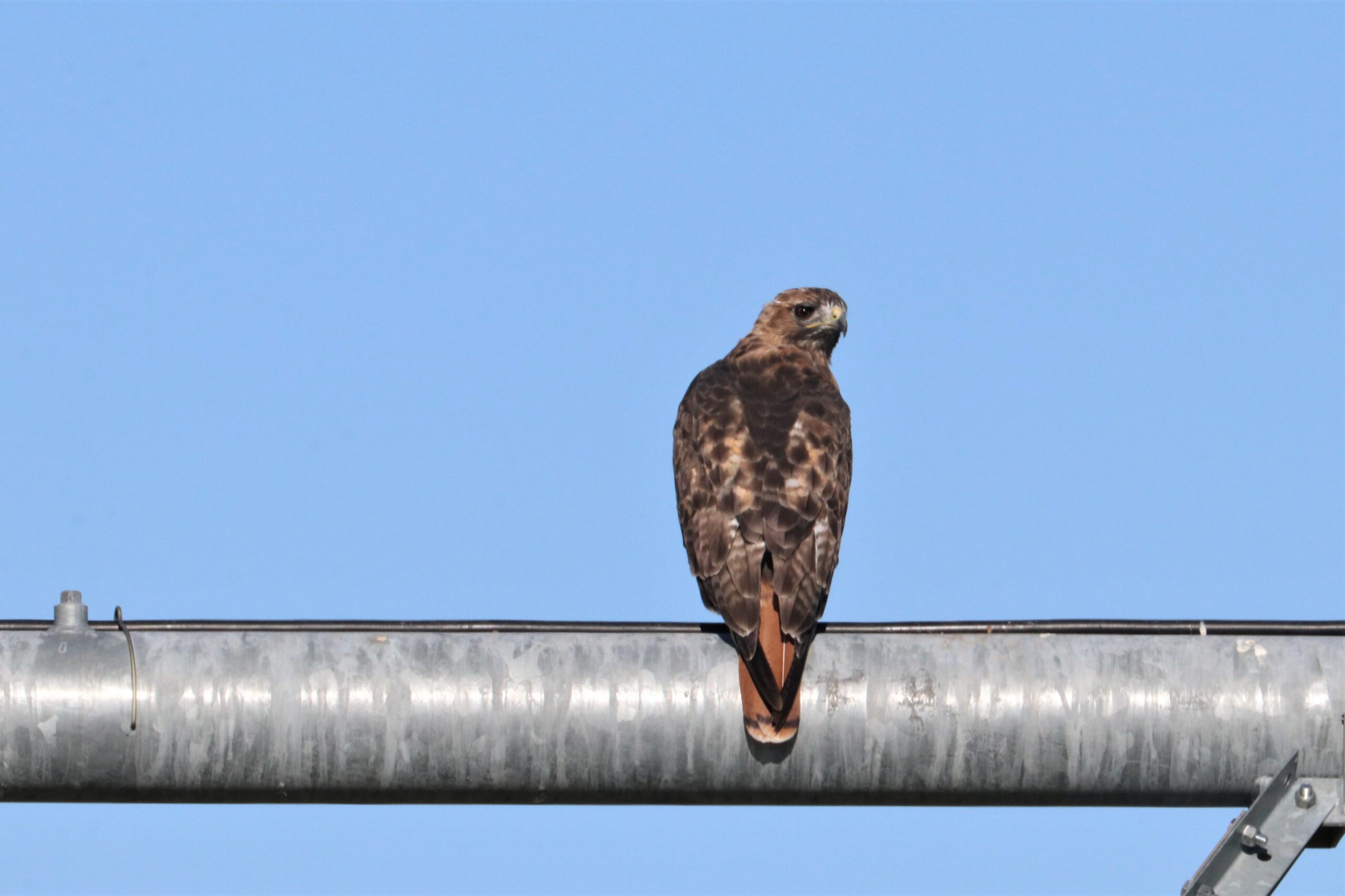 Red-tailed Hawk