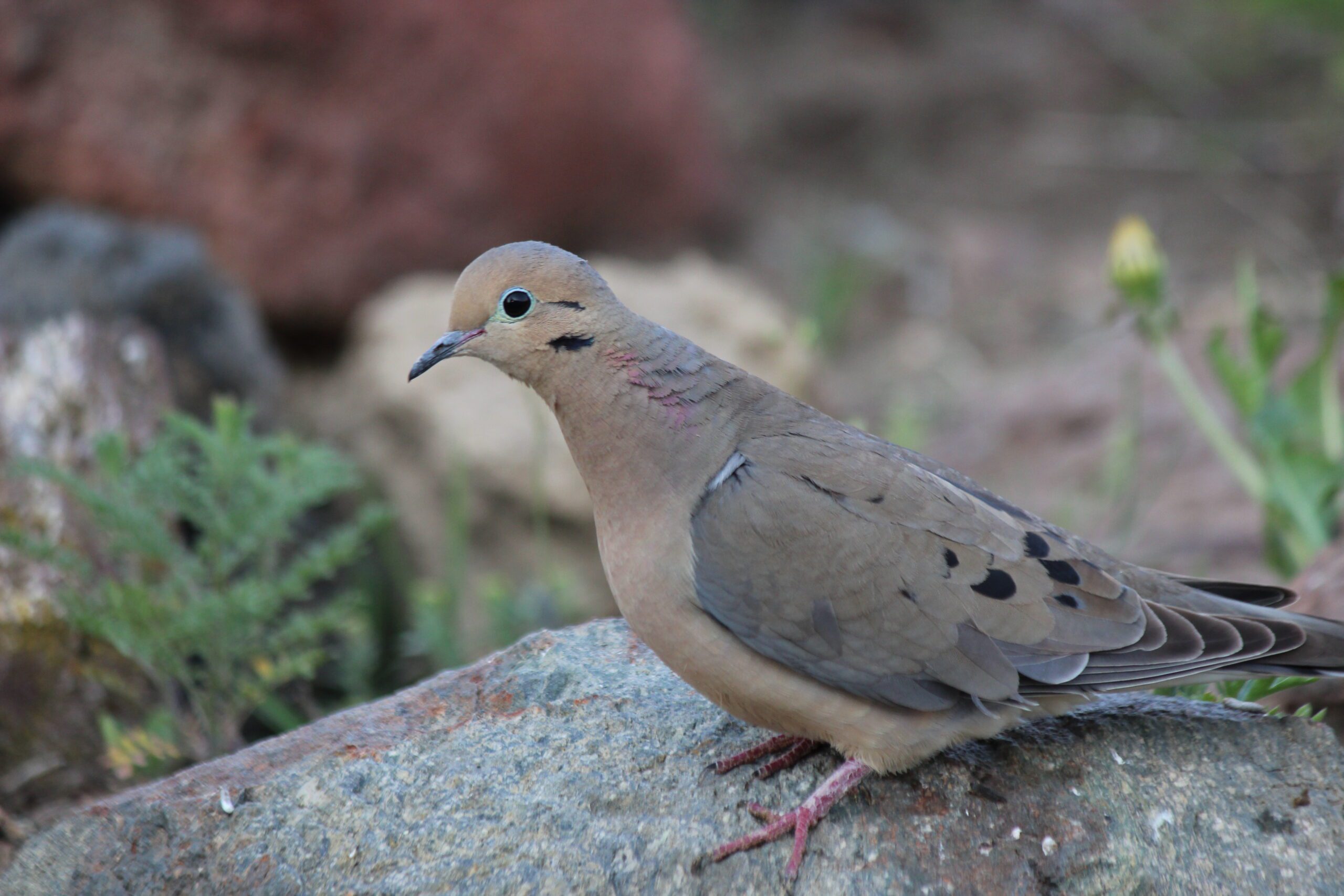 Mourning Dove