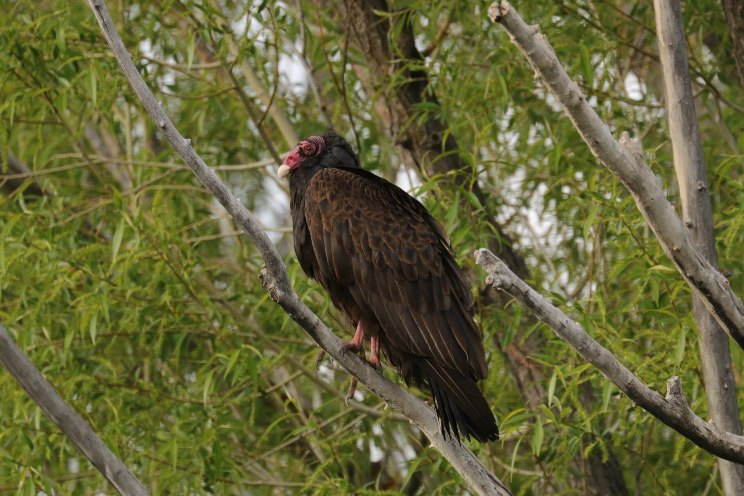 Turkey Vulture