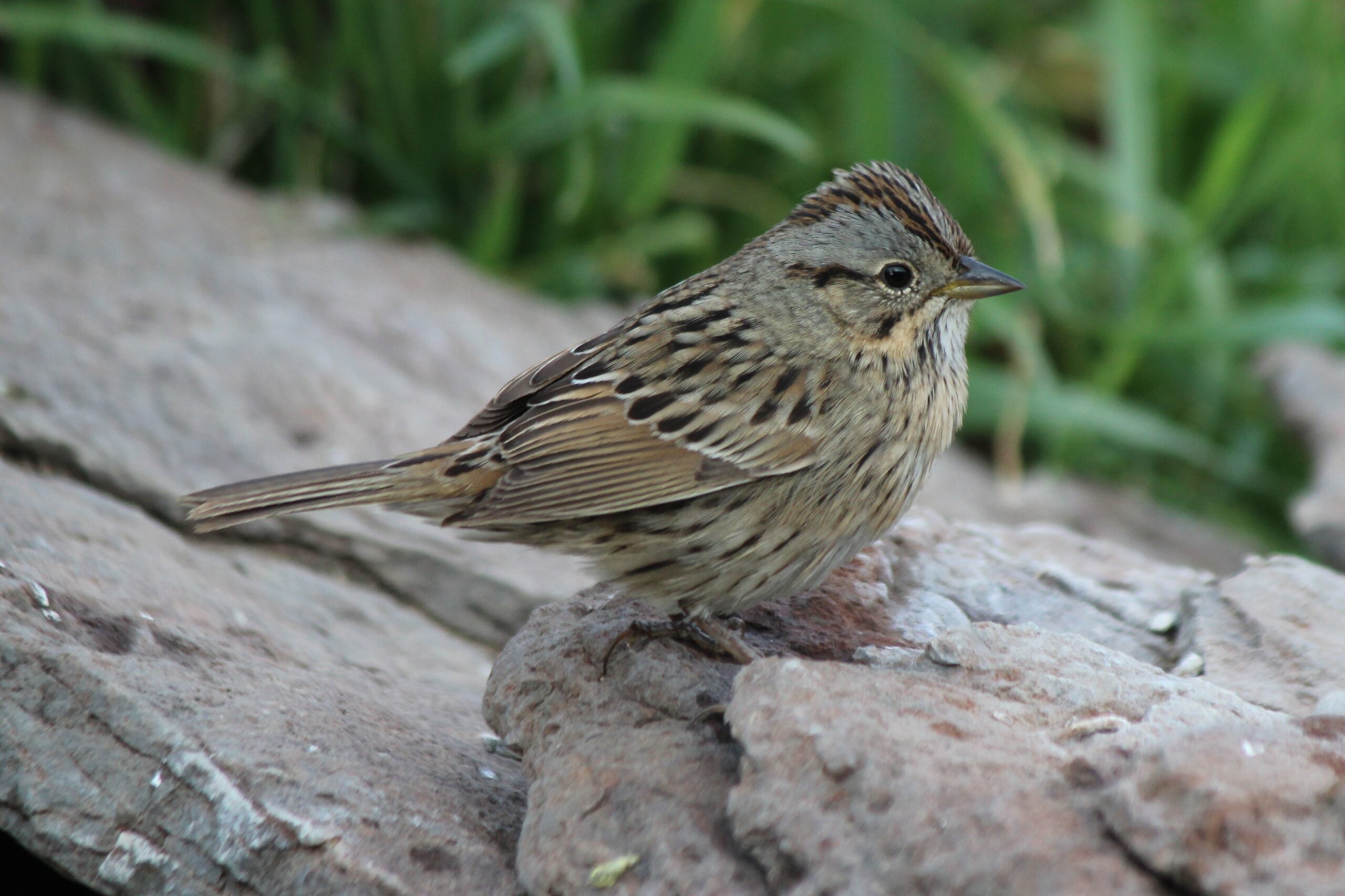 Lincoln’s Sparrow