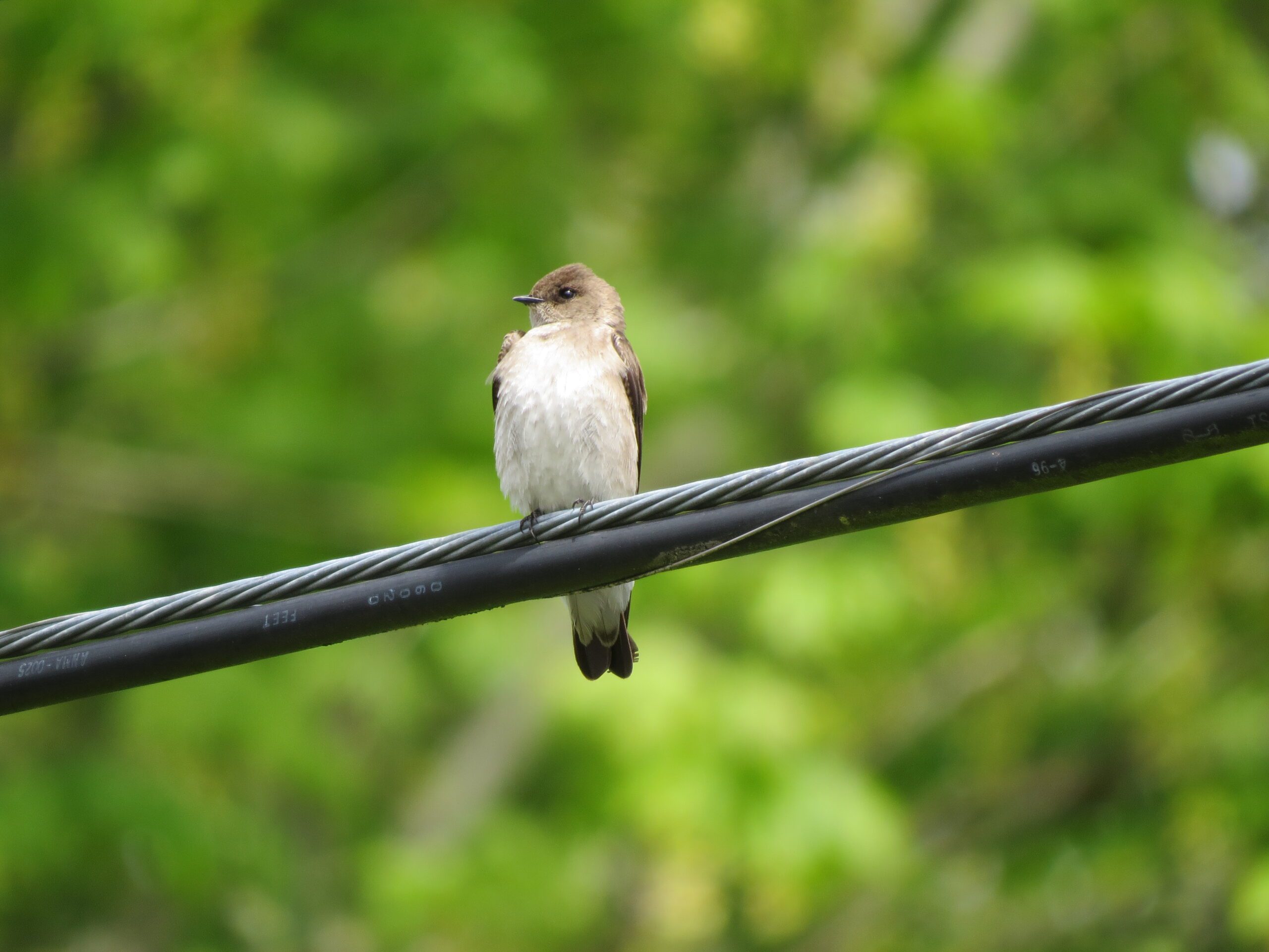 Northern Rough-winged Swallow