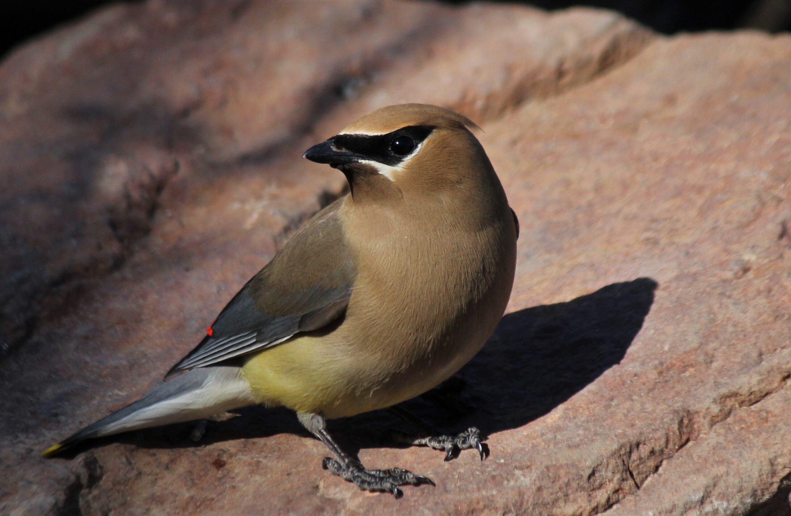 Cedar Waxwing