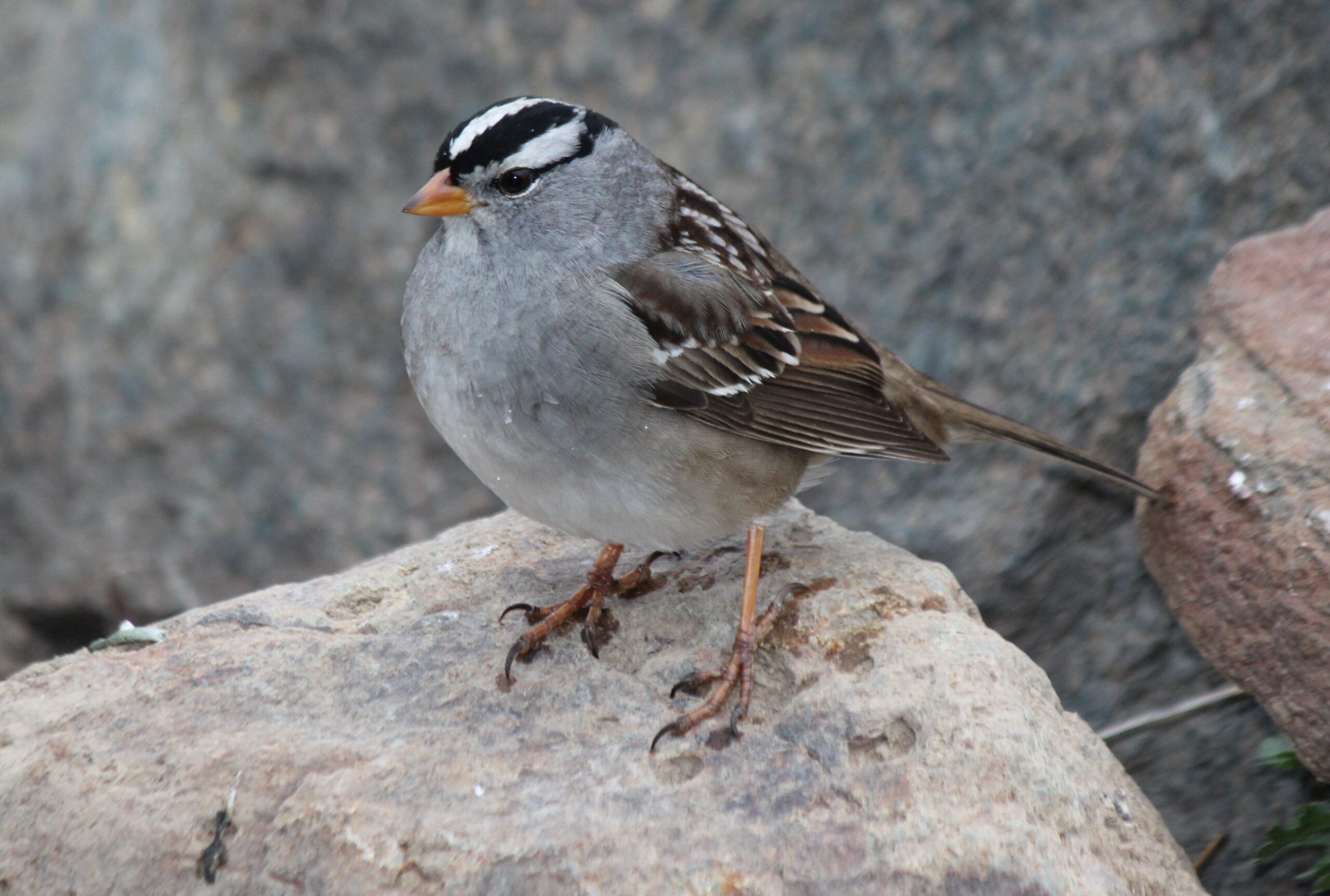 White-crowned Sparrow