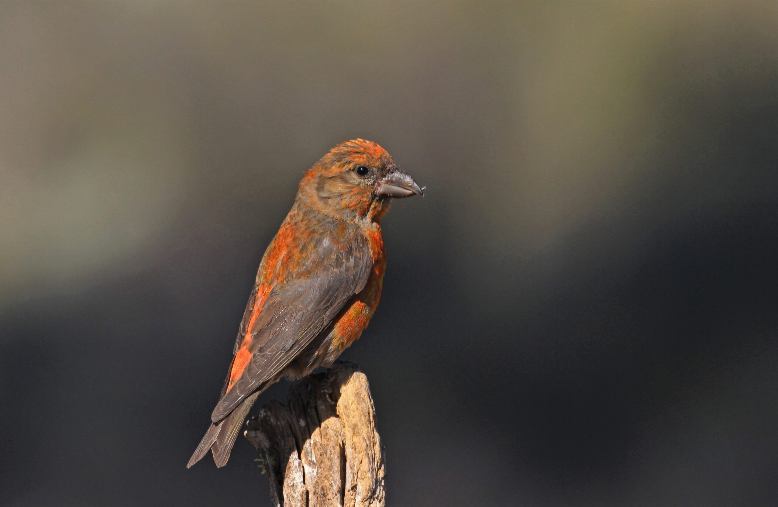 Red Crossbill