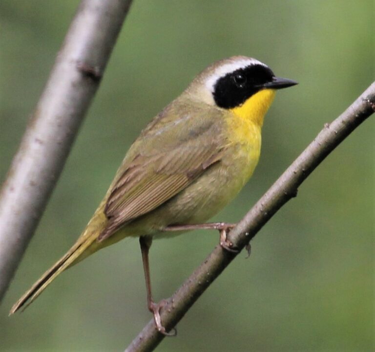 Common Yellowthroat