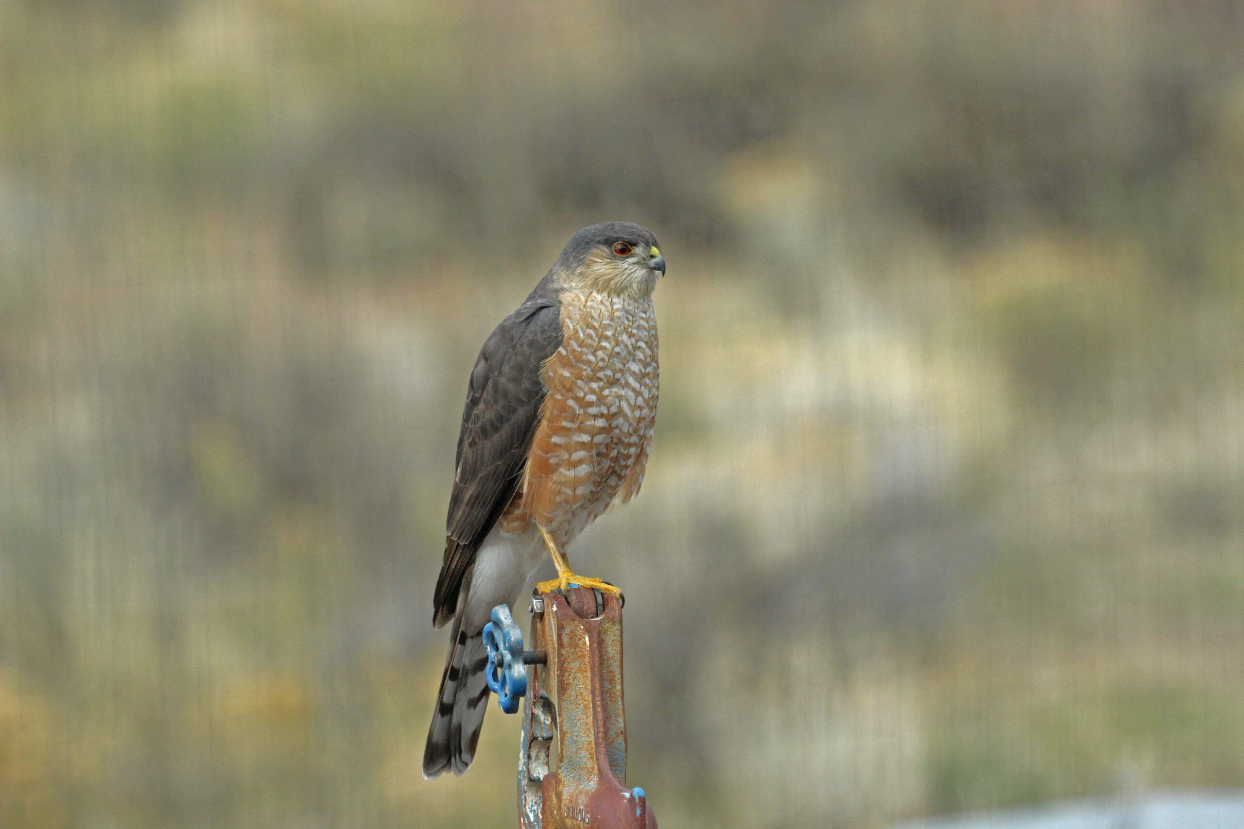 Sharp-shinned Hawk