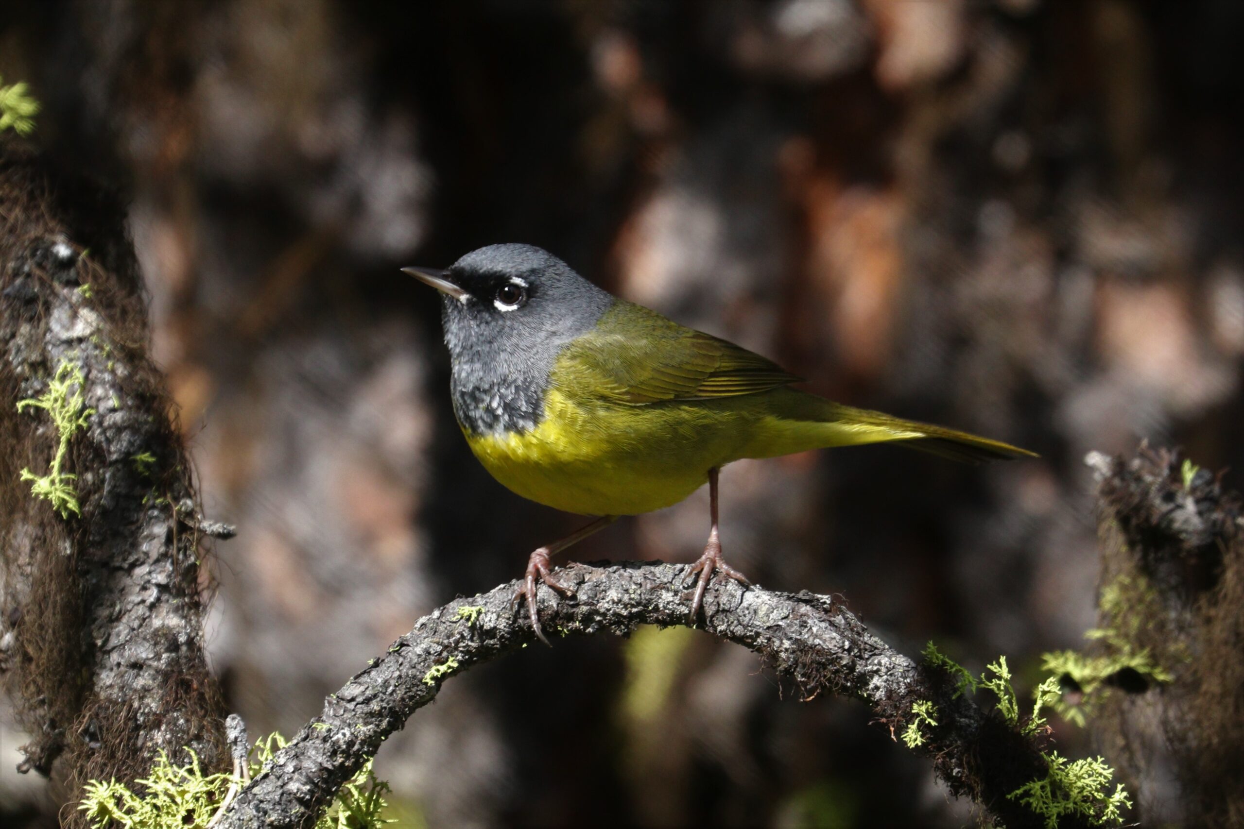 MacGillivray’s Warbler