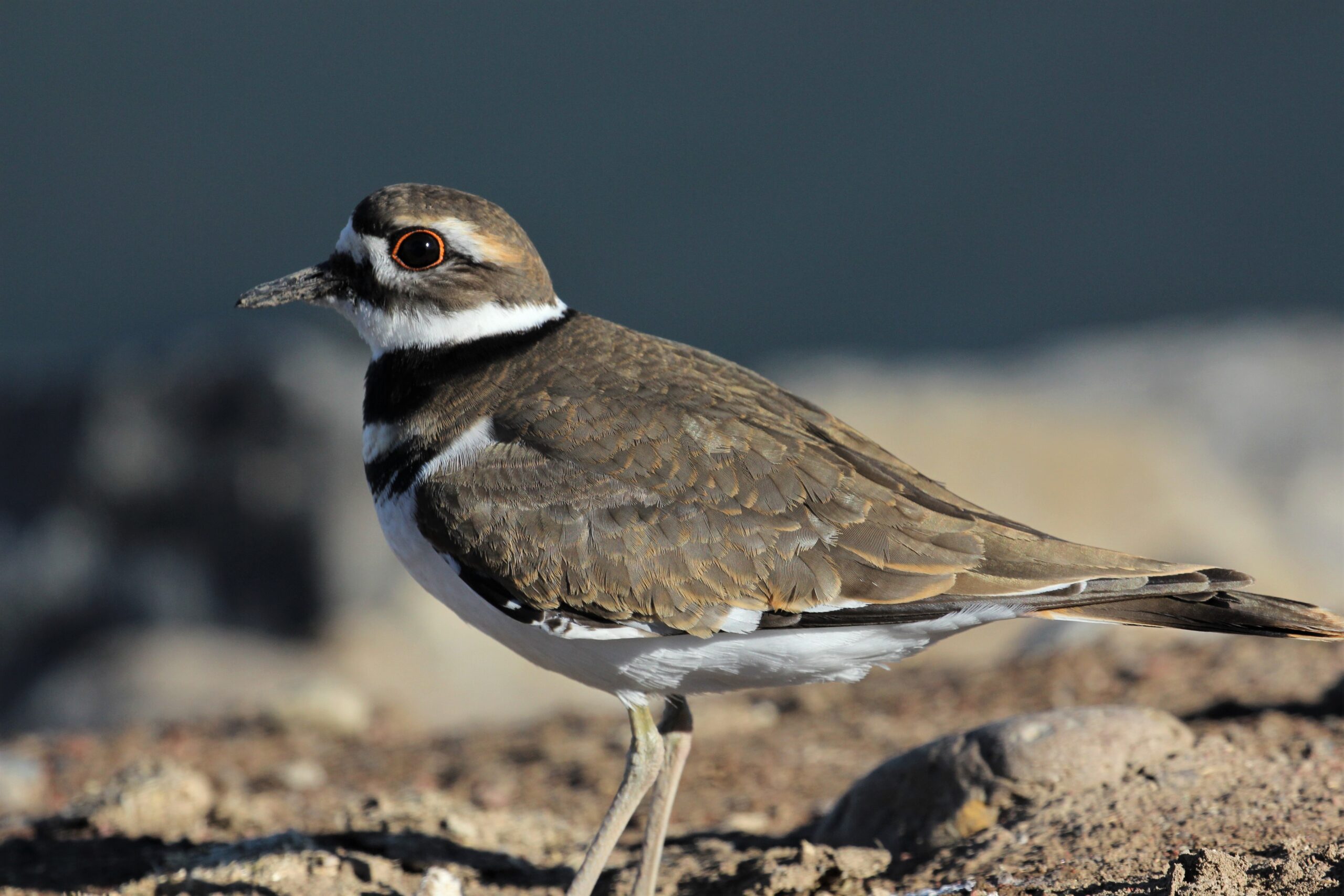 Killdeer