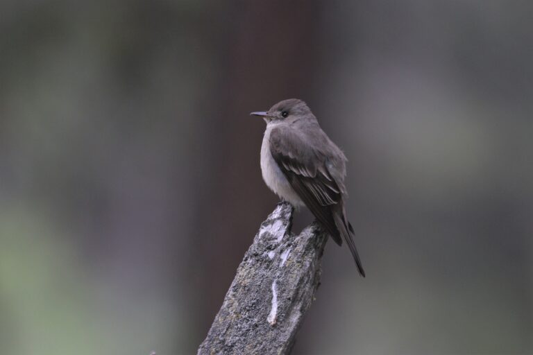 Western Wood-Pewee