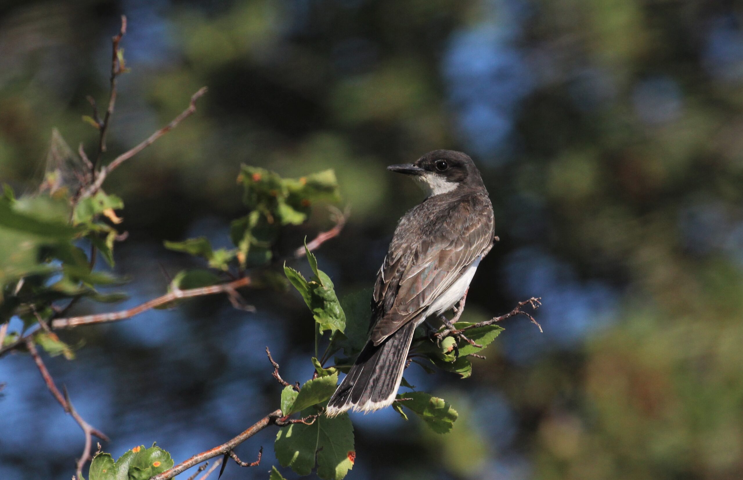 Eastern Kingbird