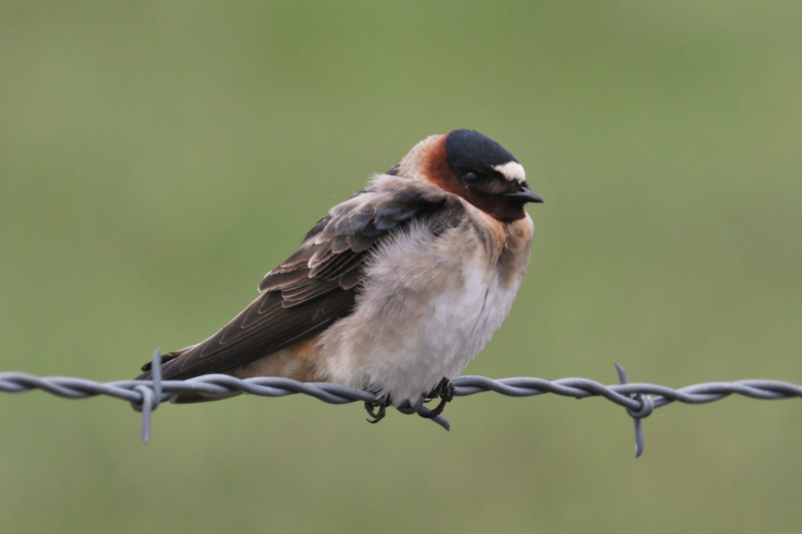 Cliff Swallow