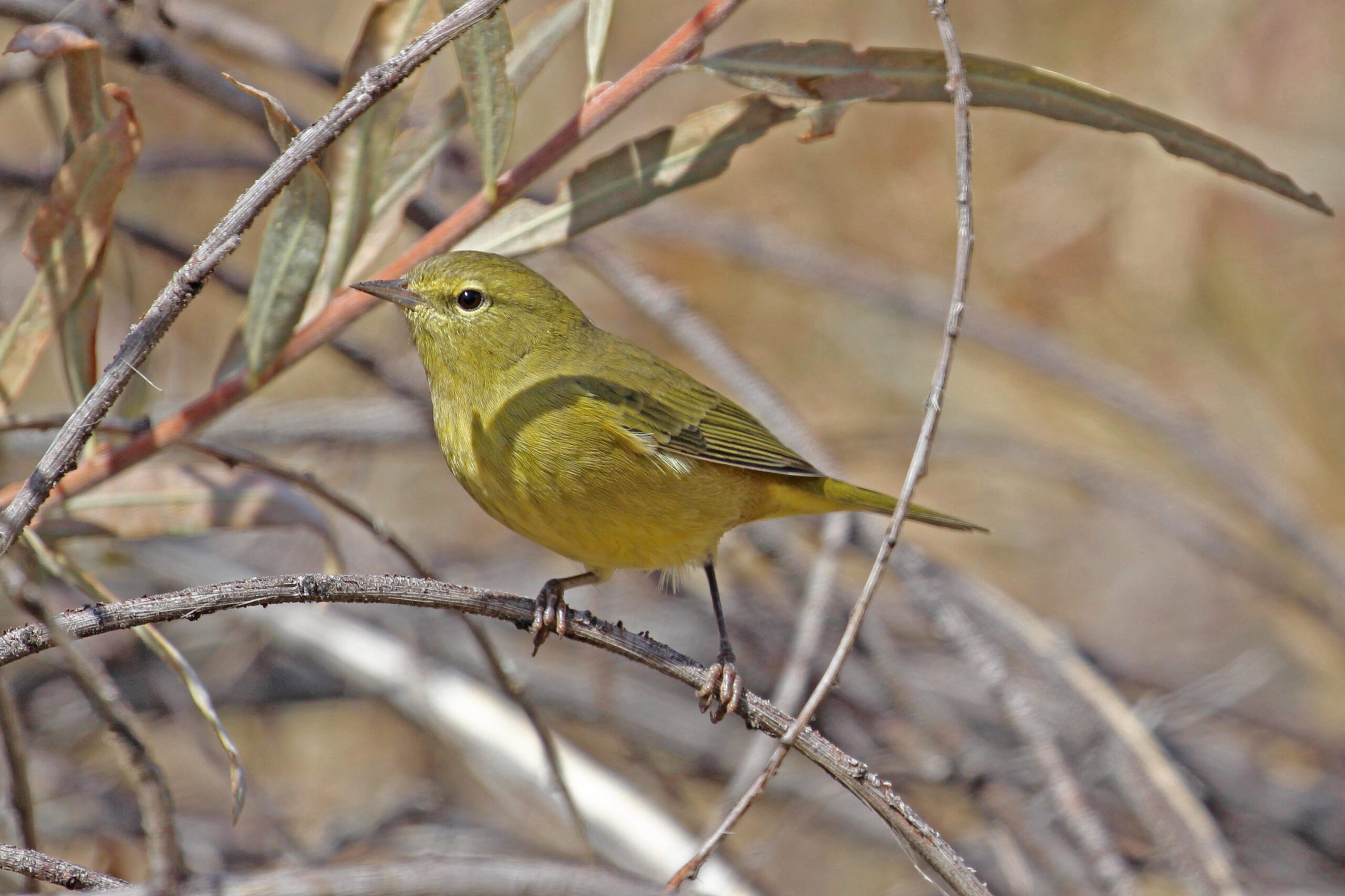 Orange-crowned Warbler