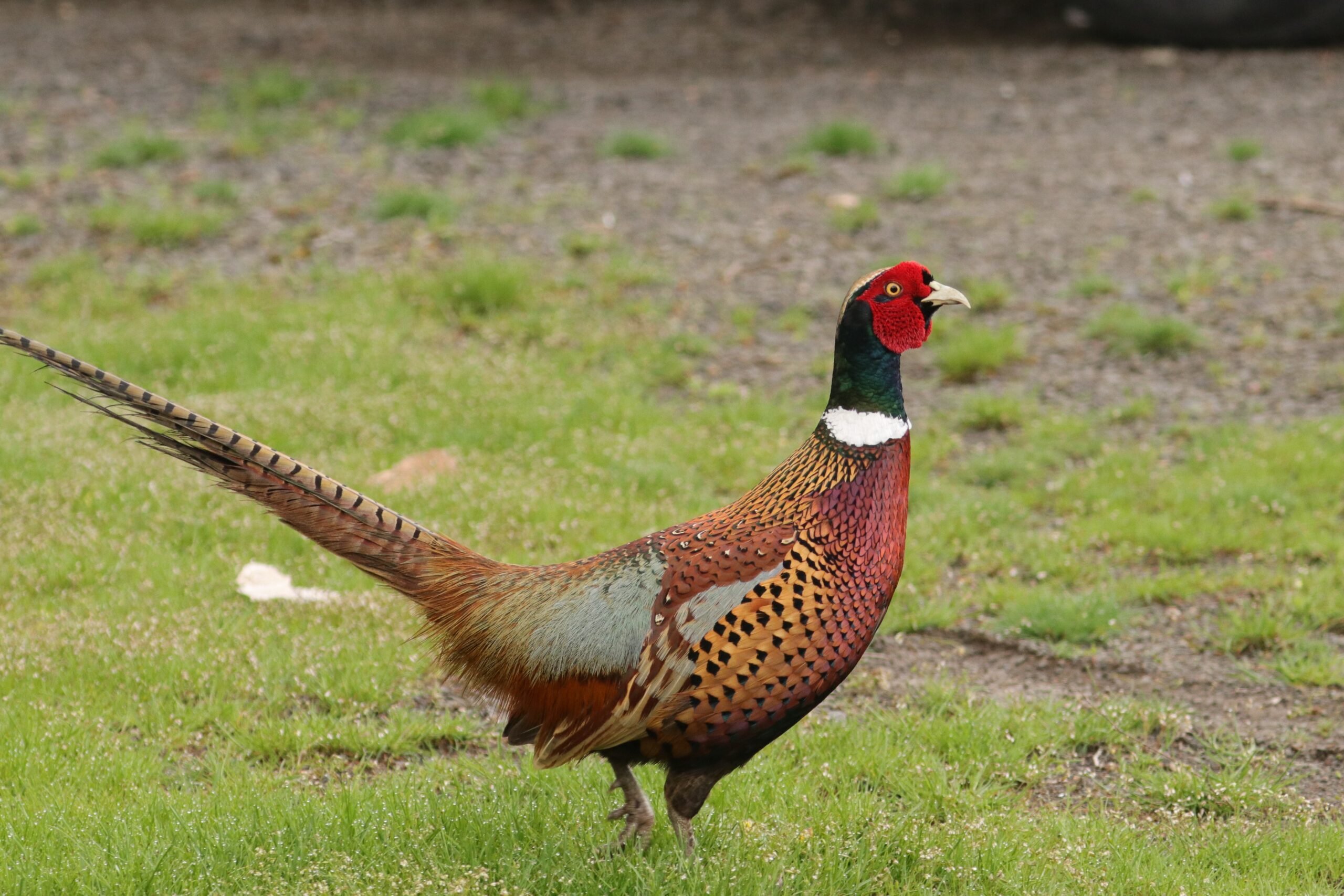 Ring-necked Pheasant