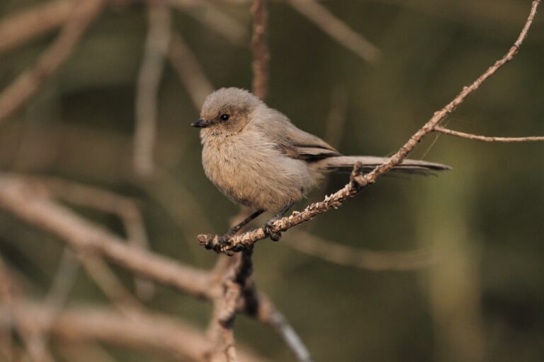 Bushtit