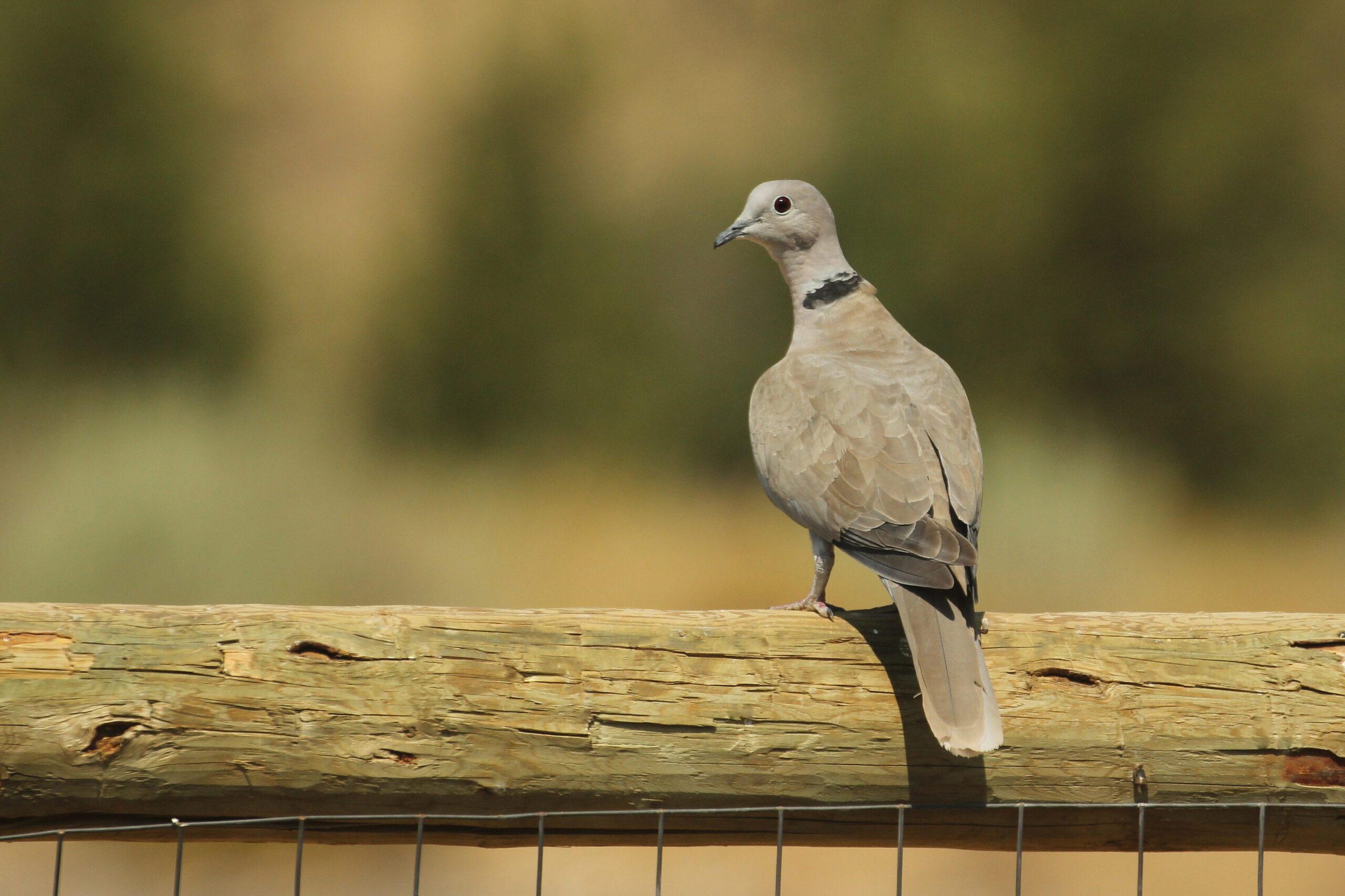 Eurasian Collared Dove