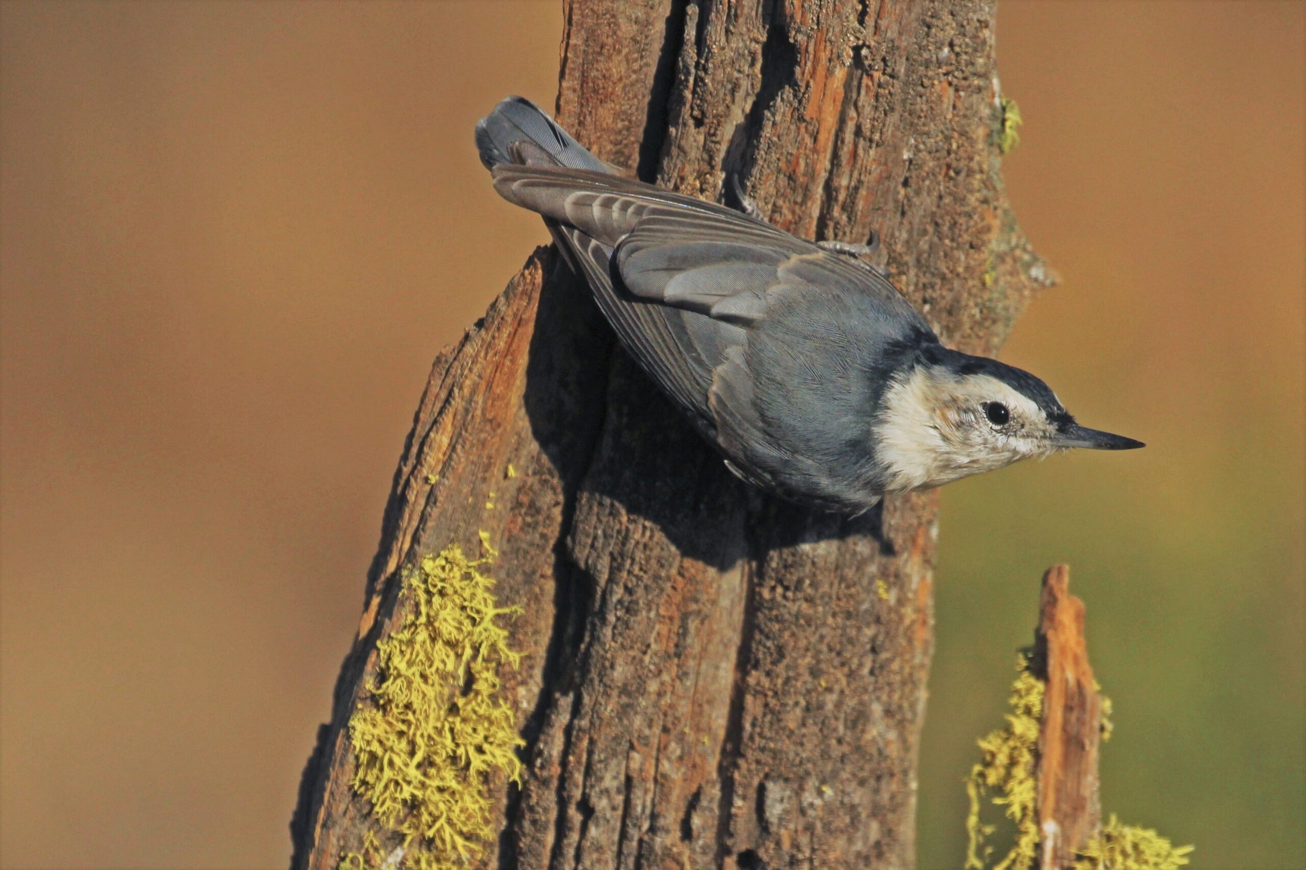 White-breasted Nuthatch