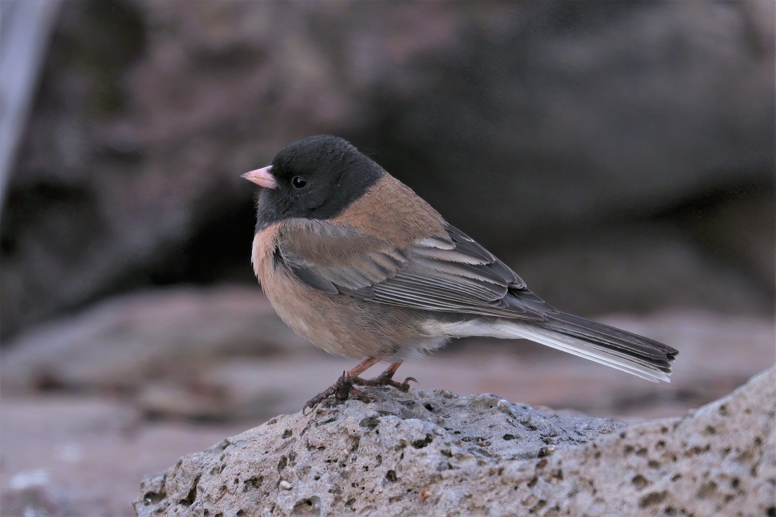 Dark-eyed Junco