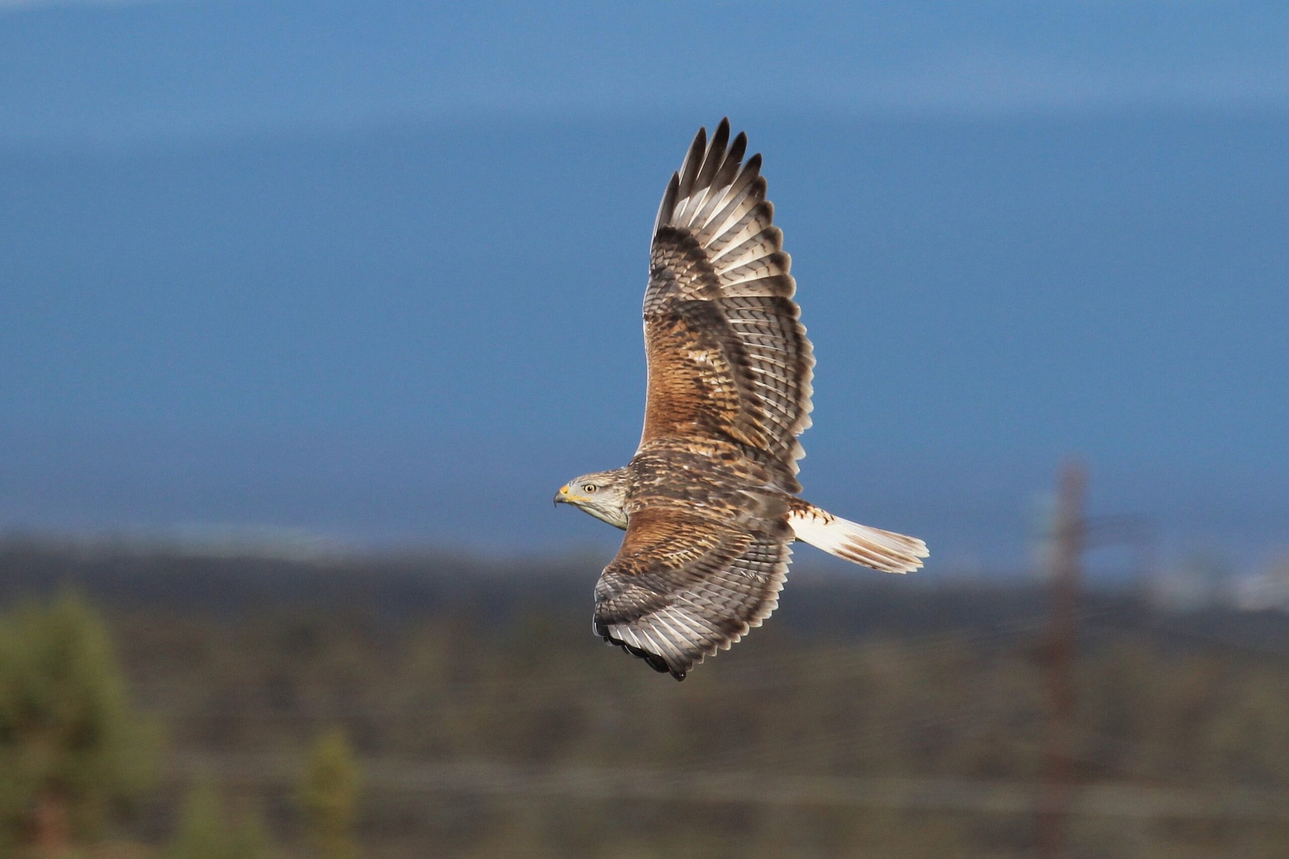 Ferruginous Hawk