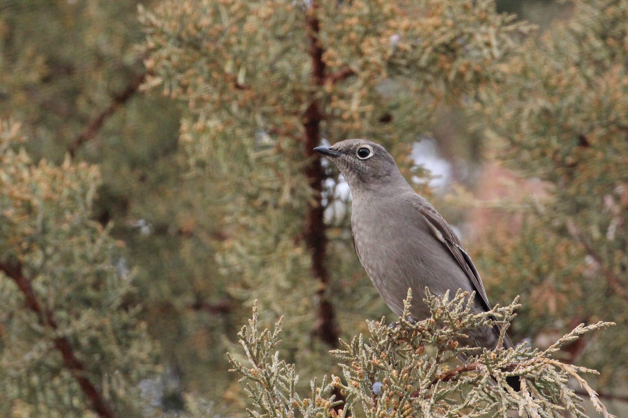 Townsend’s Solitaire